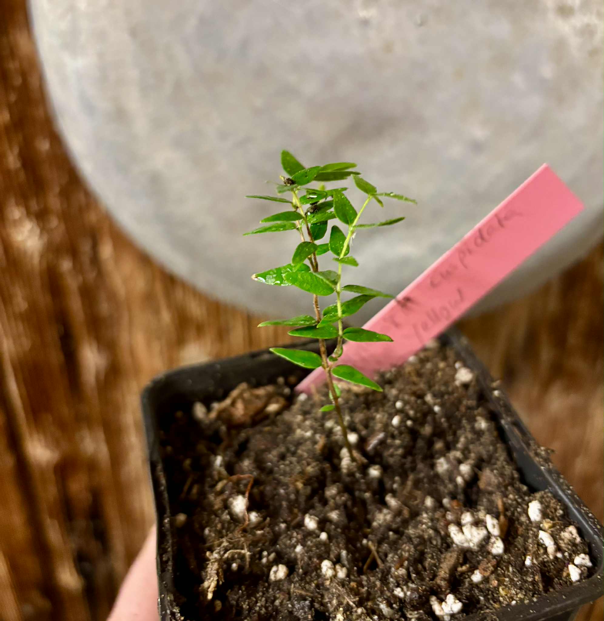 Myrciaria cuspidata YELLOW - 1 small potted plant / 1 kleine, getopfte Pflanze