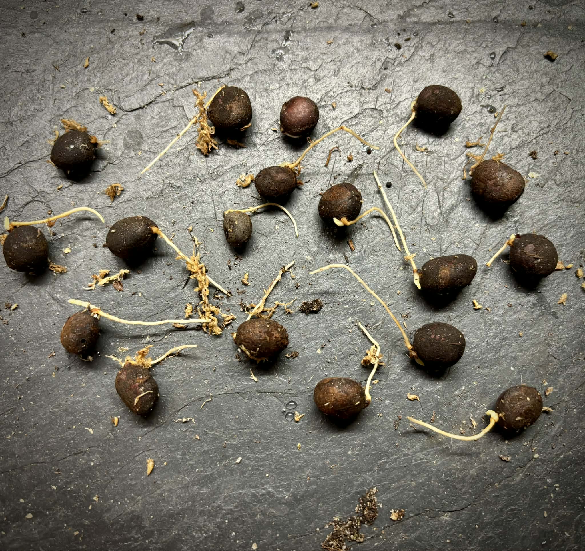Plinia sp Apepique - 1 germinated seed / 1 gekeimter Samen