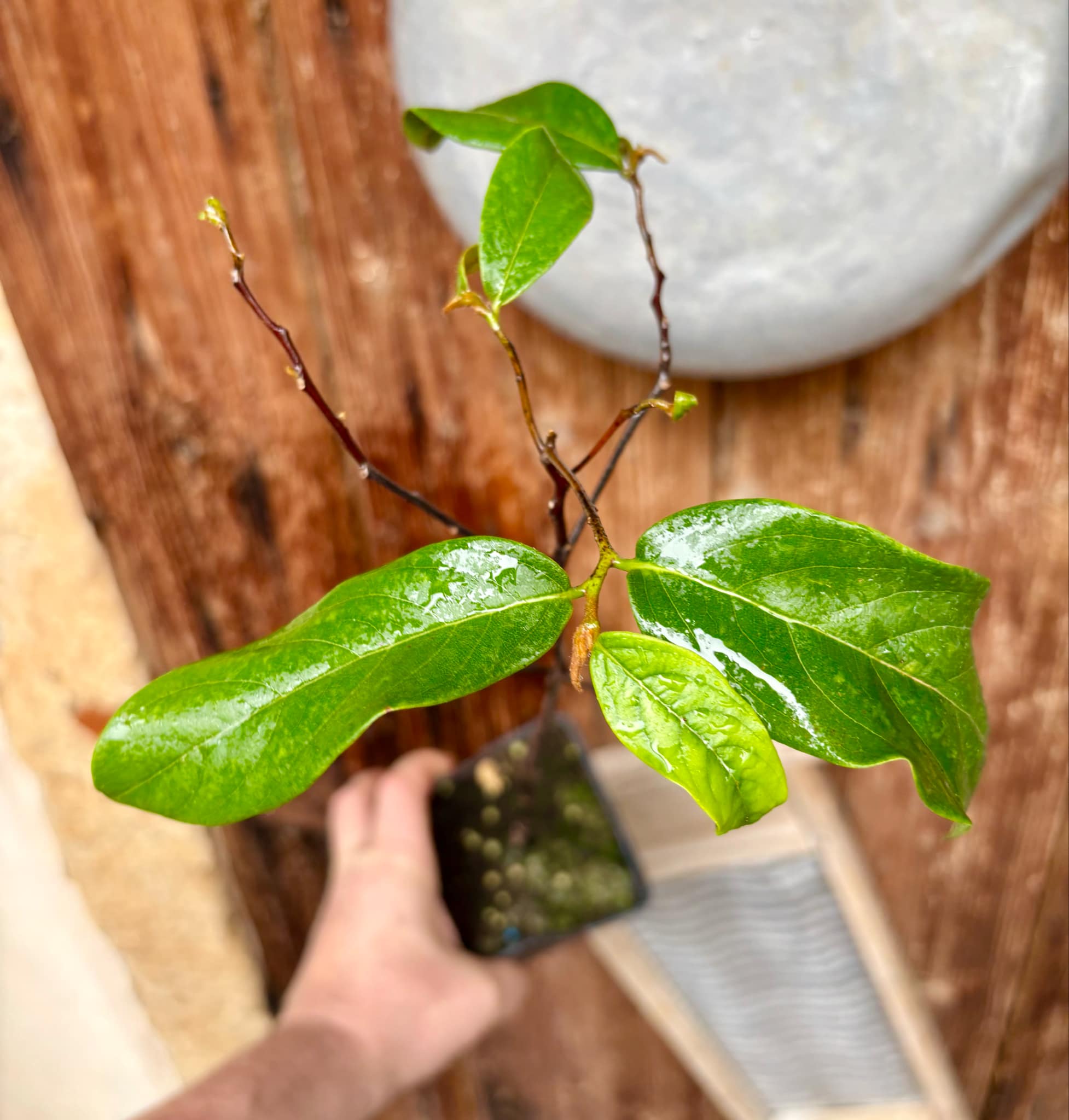 Gold Apple (Diospyros decandra) - 1 potted plant / 1 getopfte Pflanze