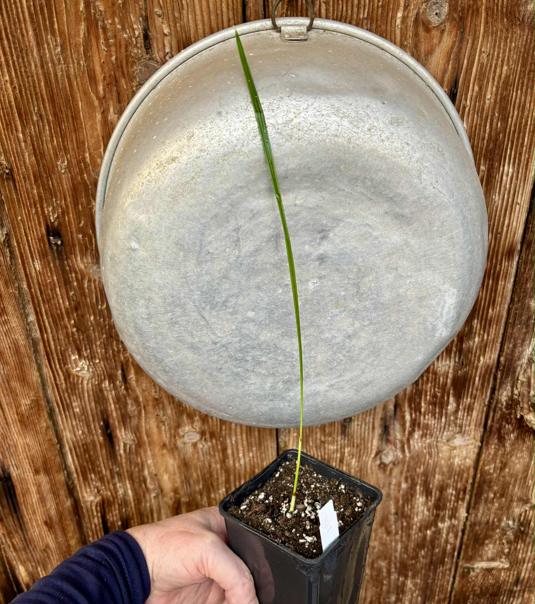 Jelly Palm (Butia odorata) -  1 potted plant / 1 getopfte Pflanze