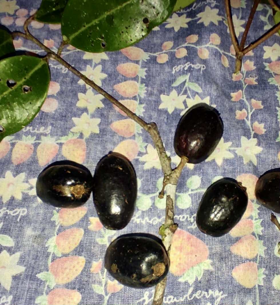 Eugenia sp Essencia negra - 1 germinated seed / 1 gekeimter Samen Eugenia sp Essencia negra - 1 germinated seed / 1 gekeimter Samen