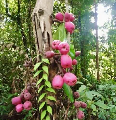 Pre Order - Syzygium jiewhoei - 1 fresh seed / 1 frischer Samen