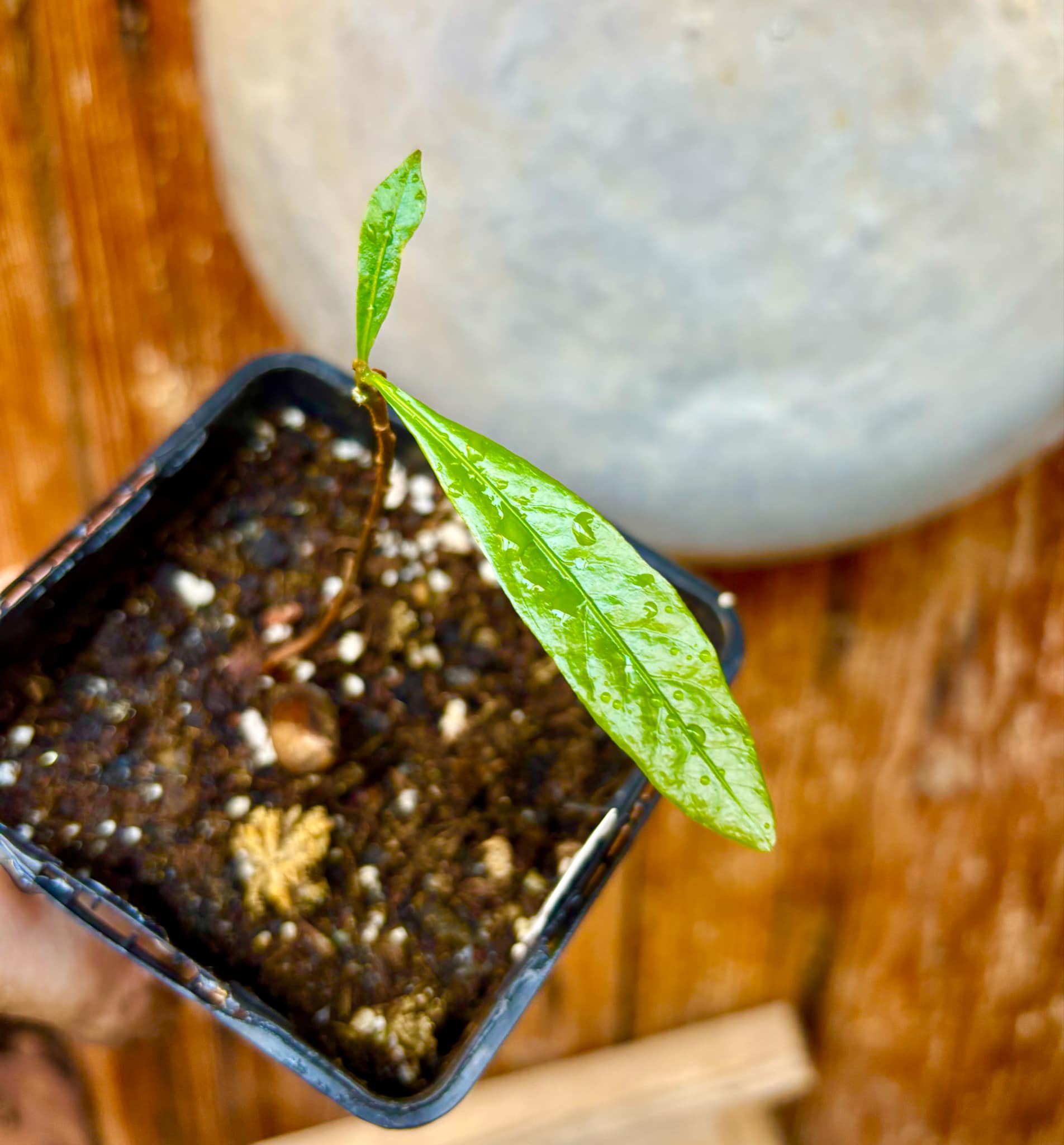 Pouteria sp Ajara - 1 potted plant / 1 getopfte Pflanze
