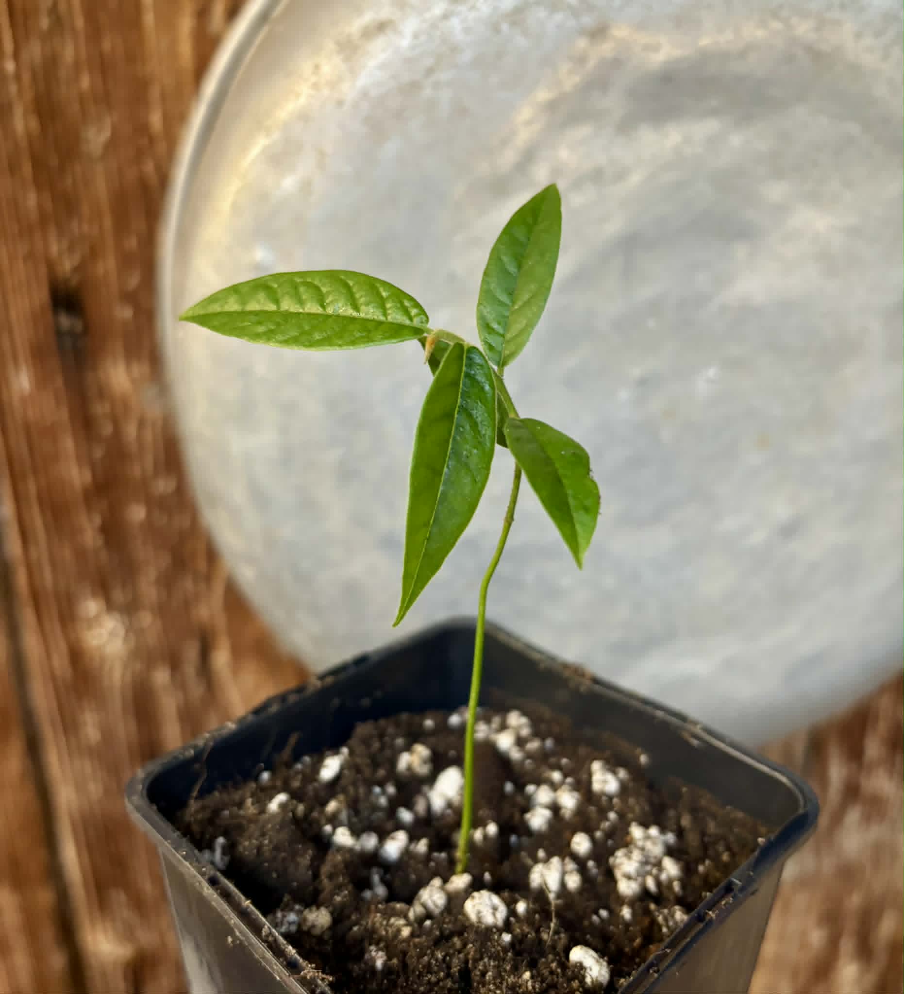 Uvaria hirsuta -  1 potted seedling / 1 getopfter Sämling