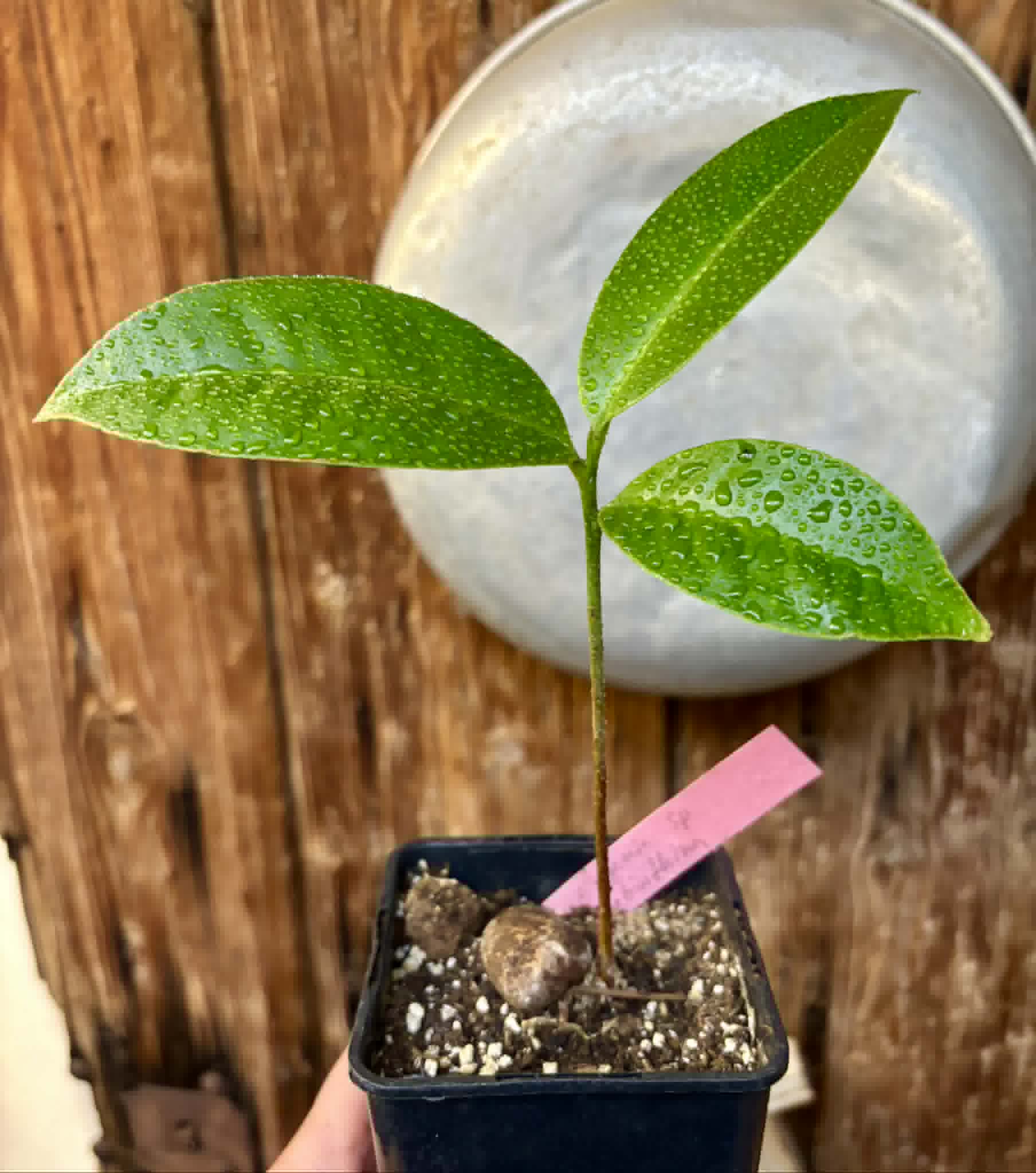 Eugenia sp Terebinthina - 1 potted seedling / 1 getopfter Sämling