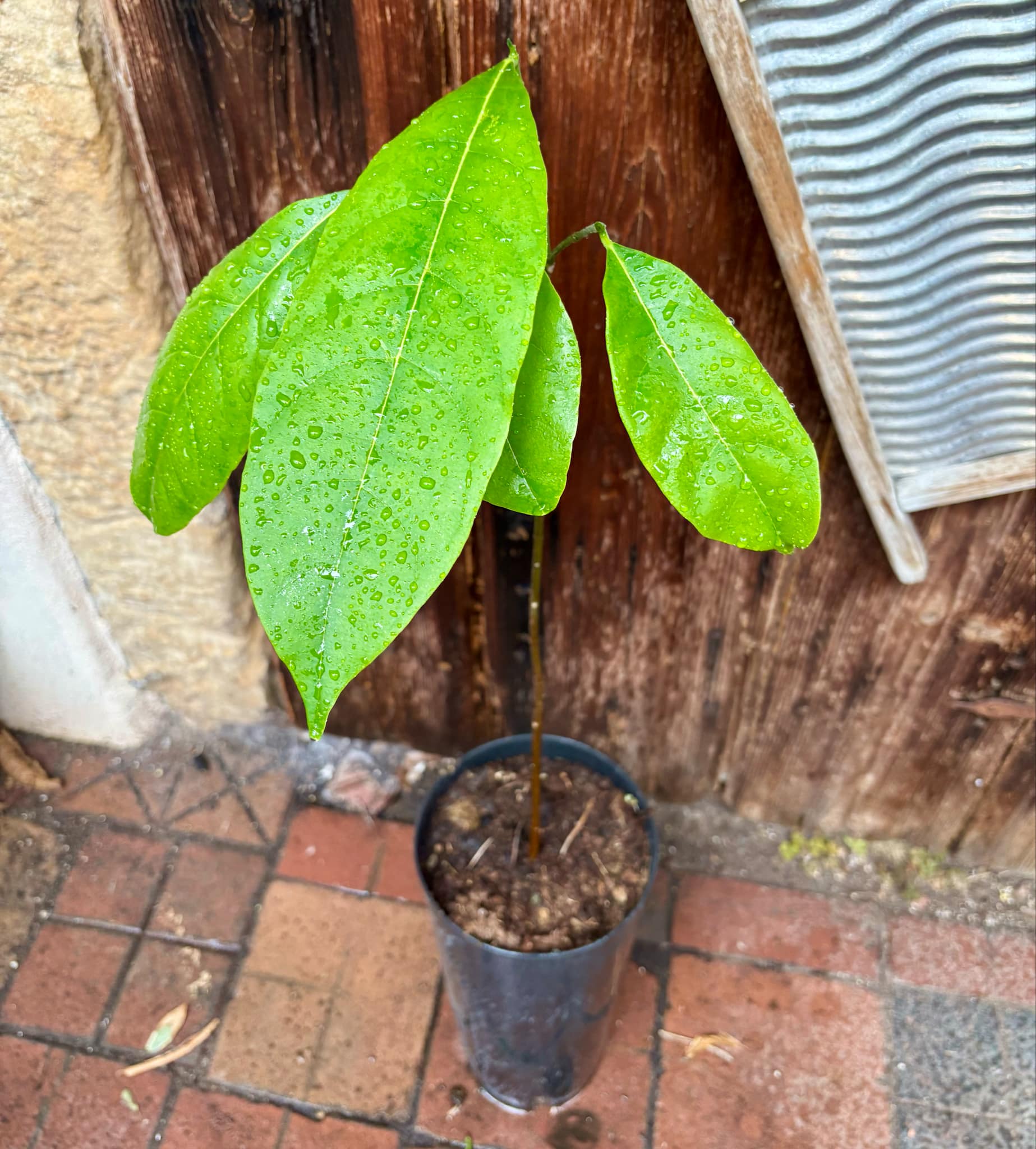 3 years old - Red Jackfruit (Artocarpus heterophyllus) - 1 pottet plant, 1 getopfte Pflanze