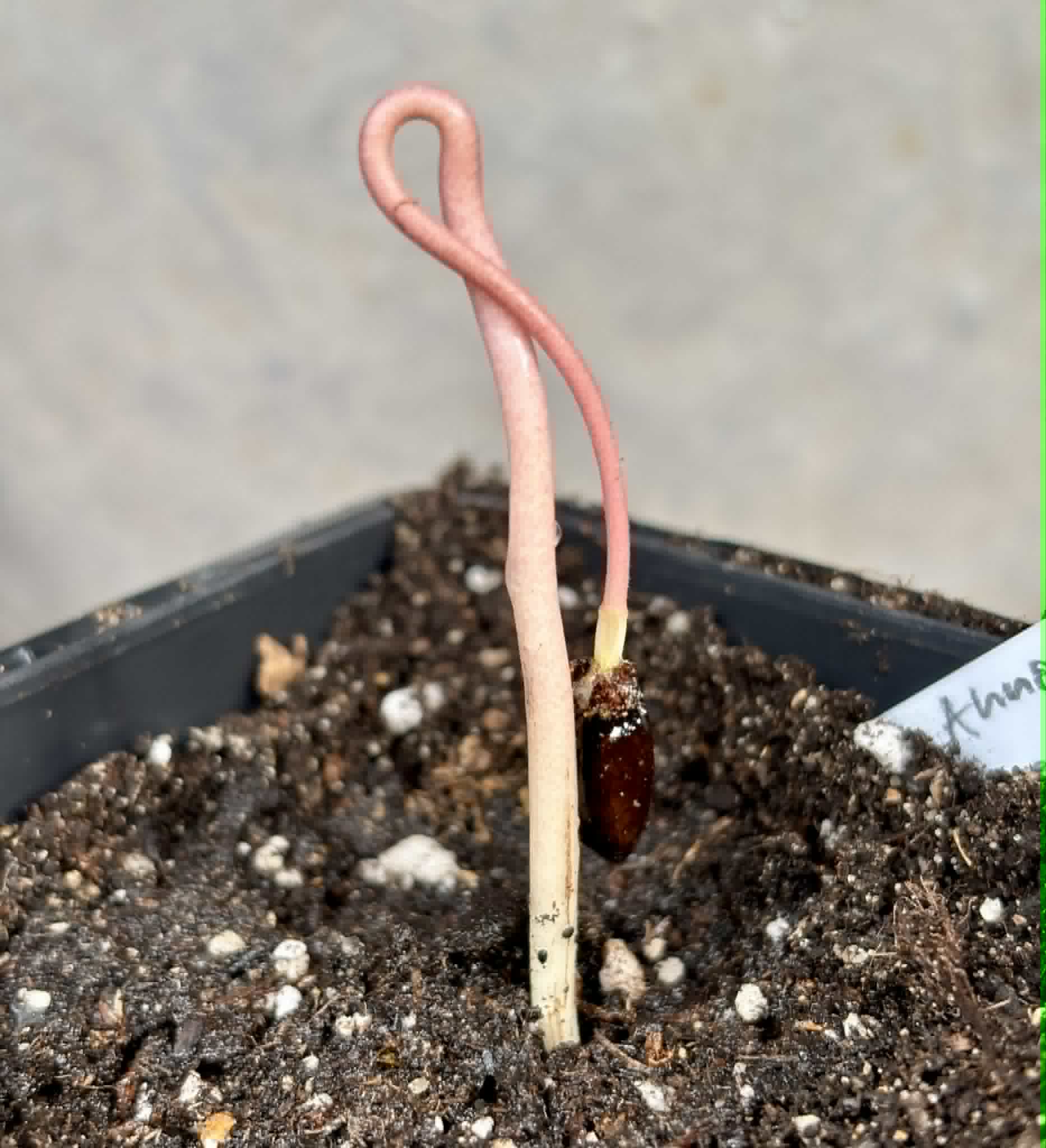 Annona reticulata var Orange- 1 potted seedling / 1 getopfter Sämling