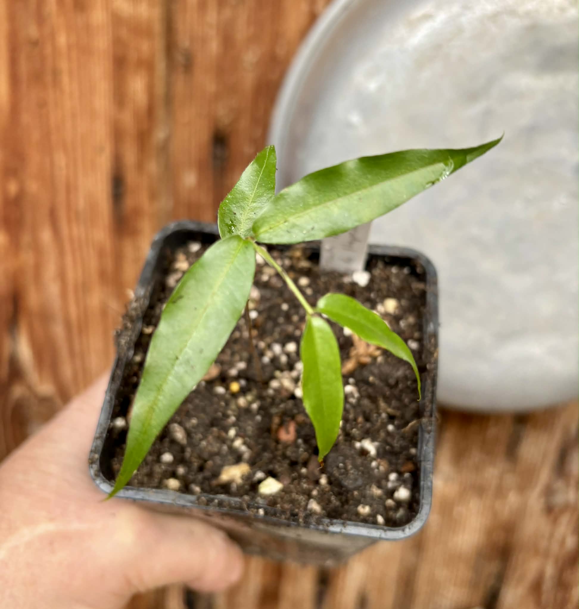 Plinia sp. Cachoeiro de Itapemirim - 1 potted seedling / 1 getopfter Sämling 