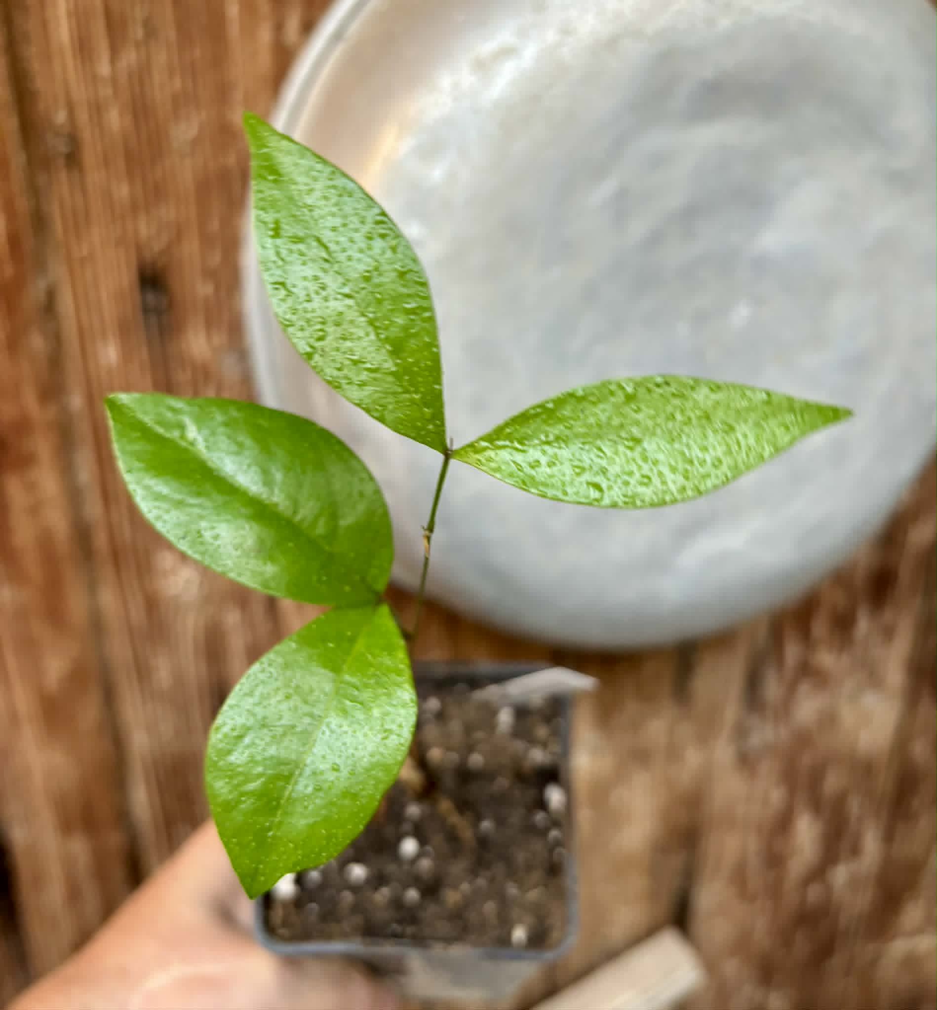 Inga sp Bananinha -  1 potted seedling  / 1 getopfter Sämling