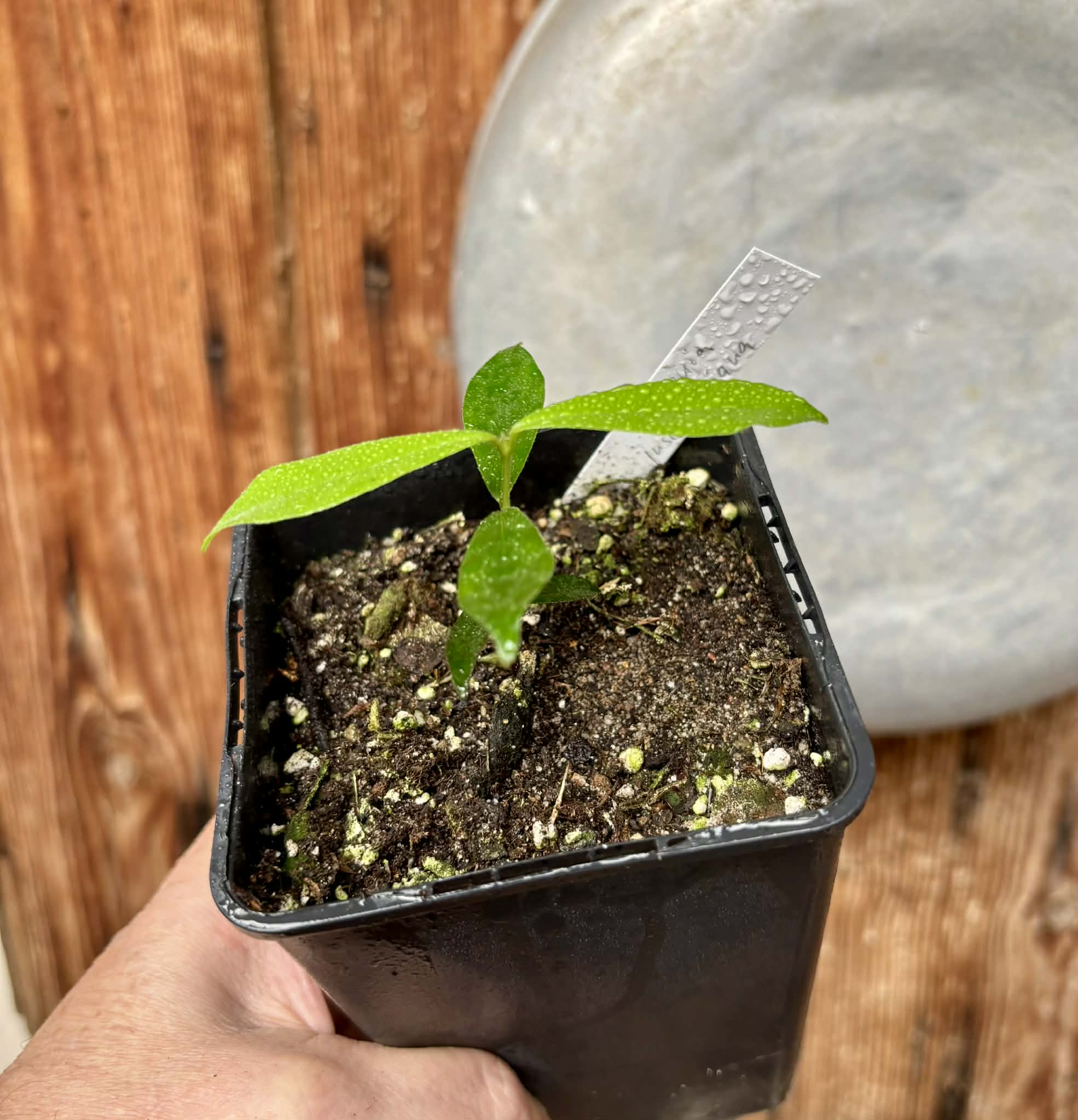 Pitomba (Eugenia luschnathiana) - 1 potted plant / 1 getopfte Pflanze