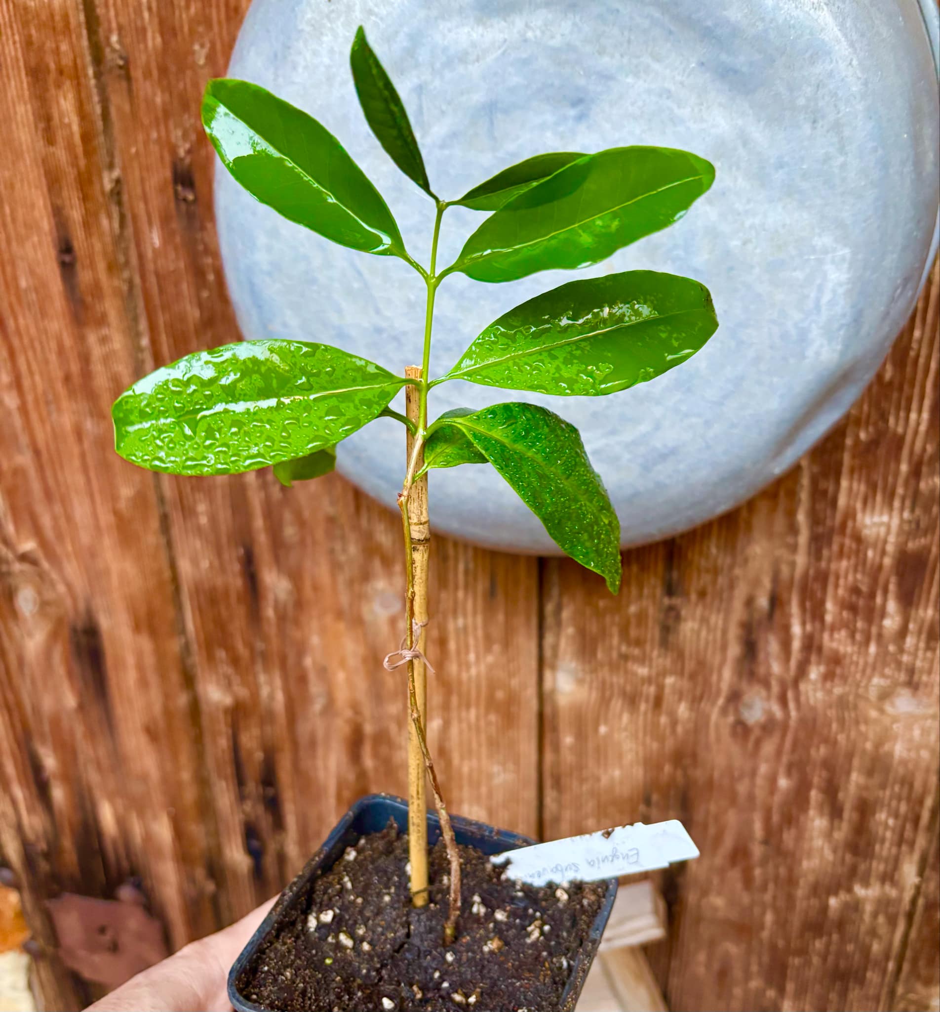 Eugenia subavenia - 1 potted plant / 1 getopfte Pflanze