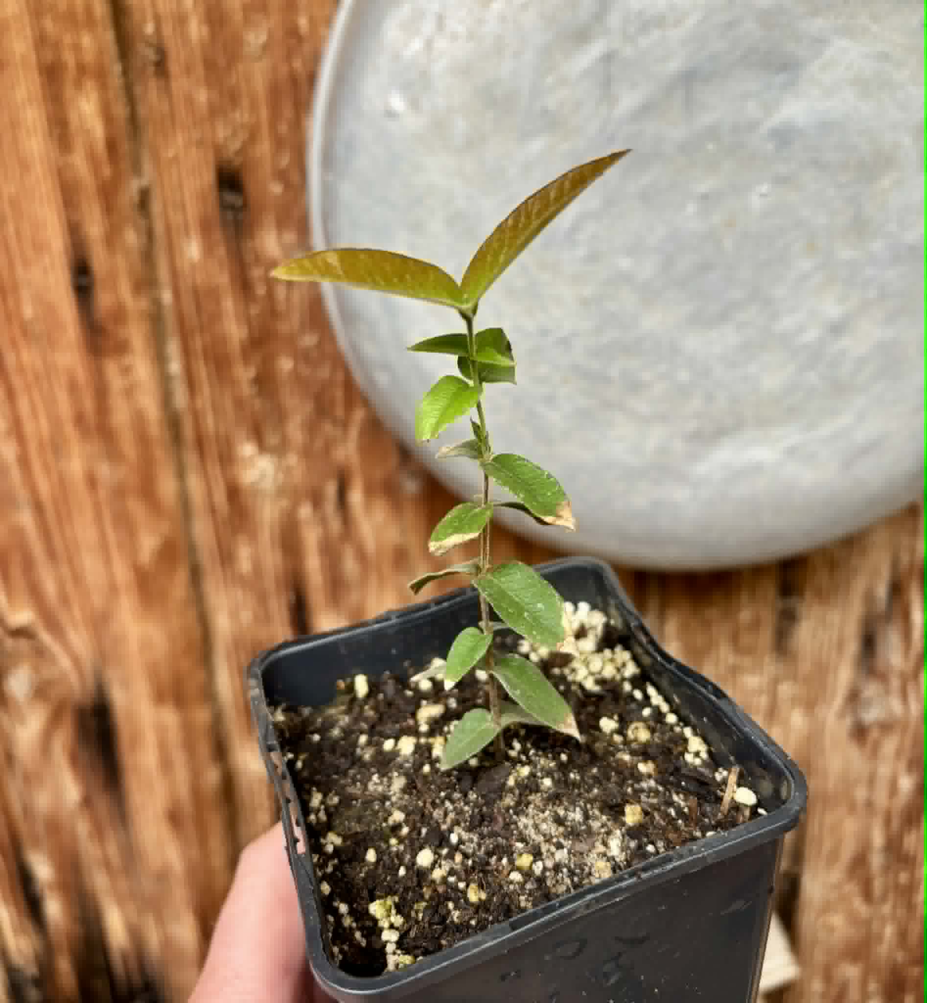 Myrciaria caerulescens (Roxa - Blue Guaquiea) - 1 potted seedling / 1 getopfter Sämling