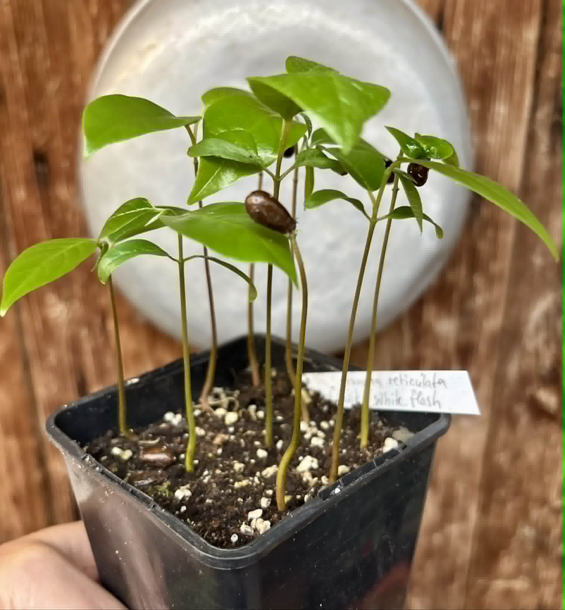 9 in 1 pot - Annona reticulata var Red - 9 seedlings in one pot / 9 Sämlinge in einem Topf