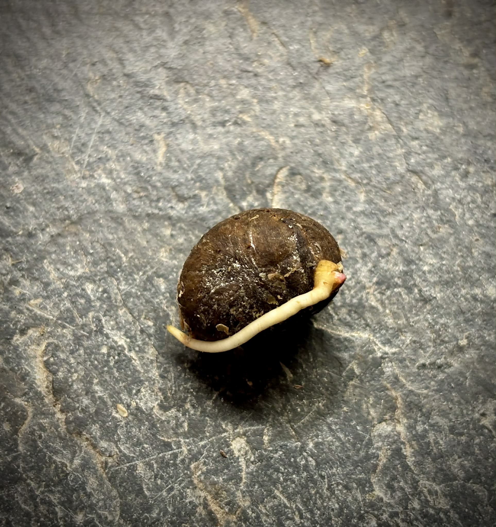 Eugenia sp amarela de Rondonia - 1 germinated seed / 1 gekeimter Samen
