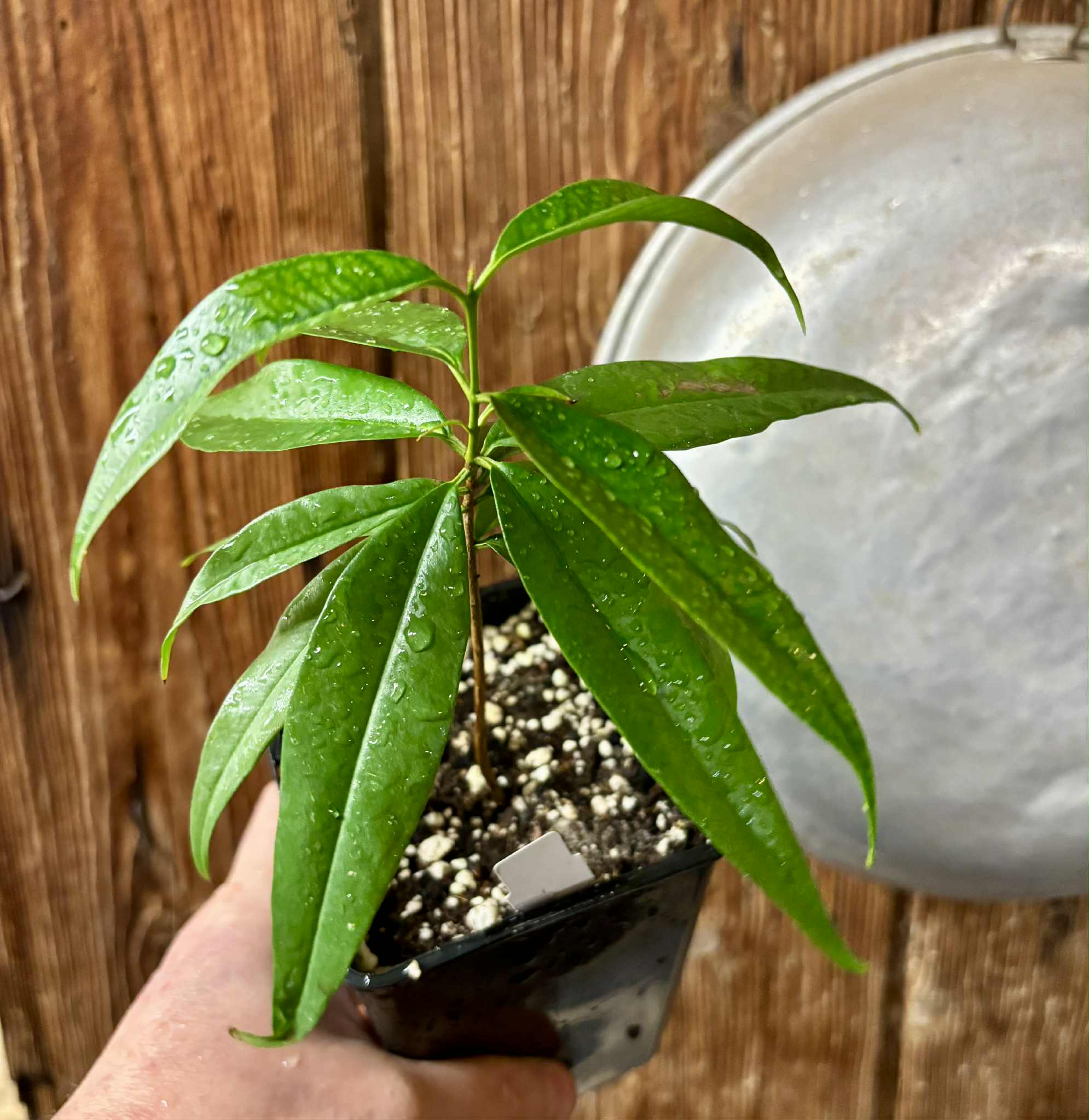 Eugenia bahiensis var. Sementes pintada  - 1 potted plant / 1 getopfte Pflanze