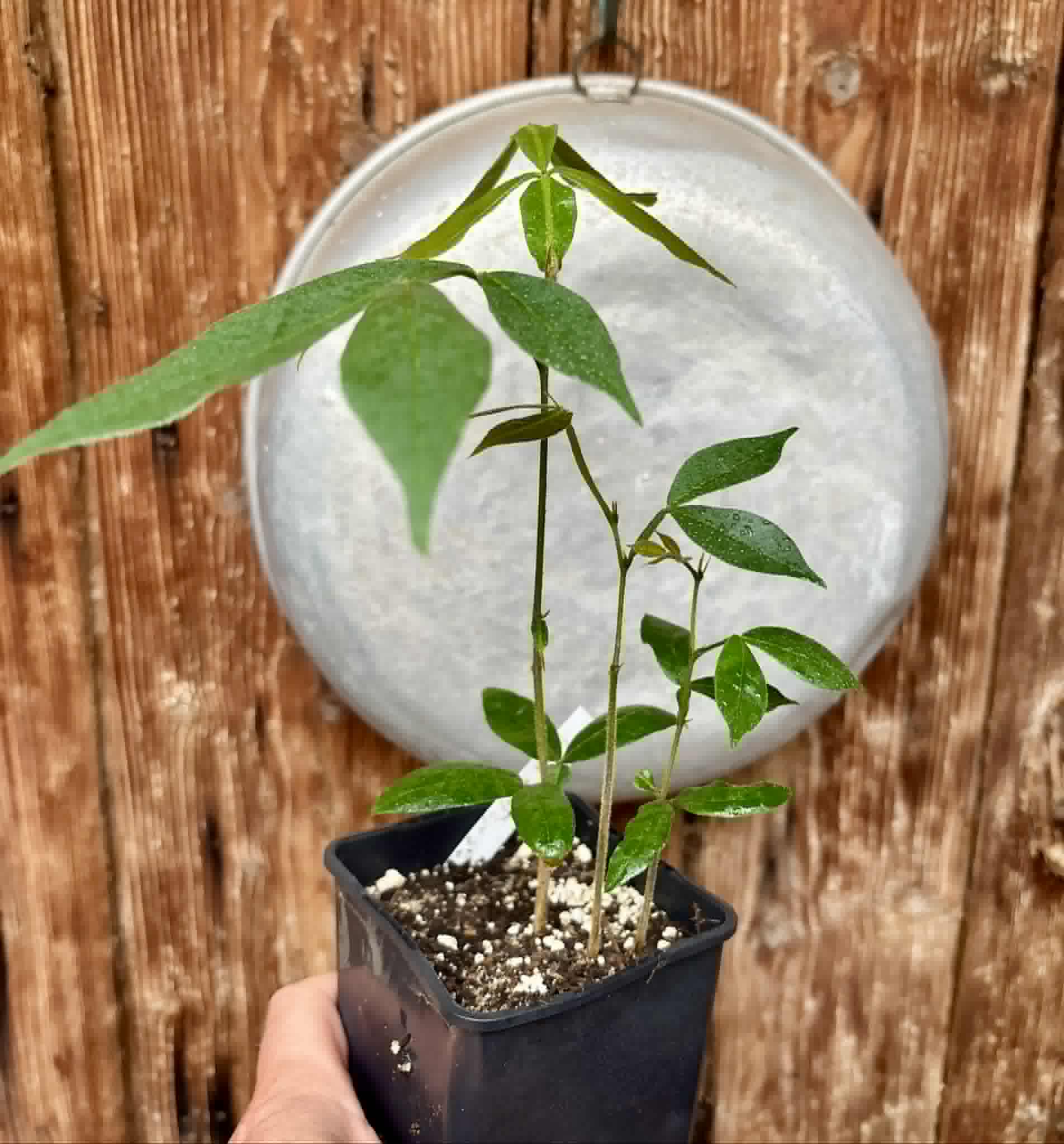 3 in 1 pot - Inga vera  - 3 seedlings in one pot / 3 Sämlinge in einem Topf