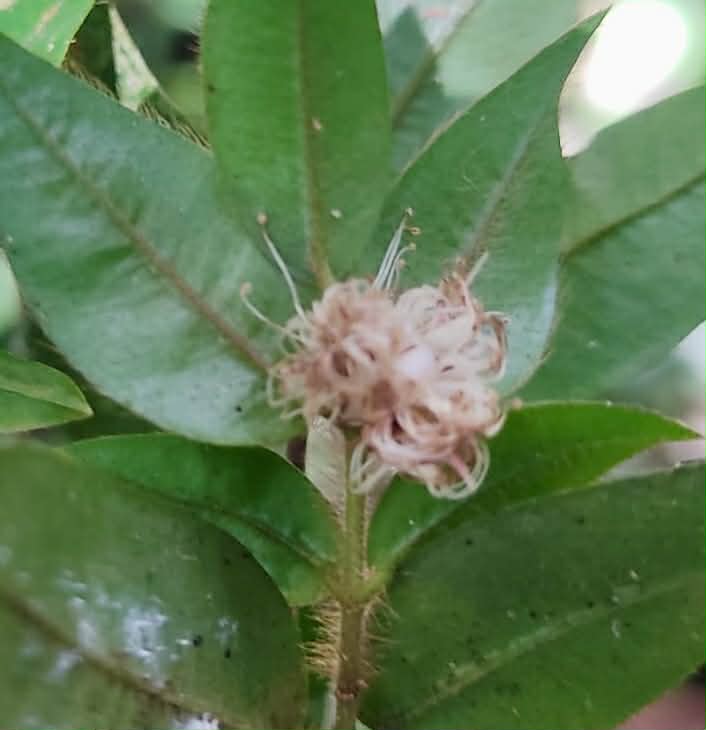 only 2 seeds available - Pre Order - Myrciaria sp Serra de Jiboia -  1 fresh seed / 1 frischer Samen