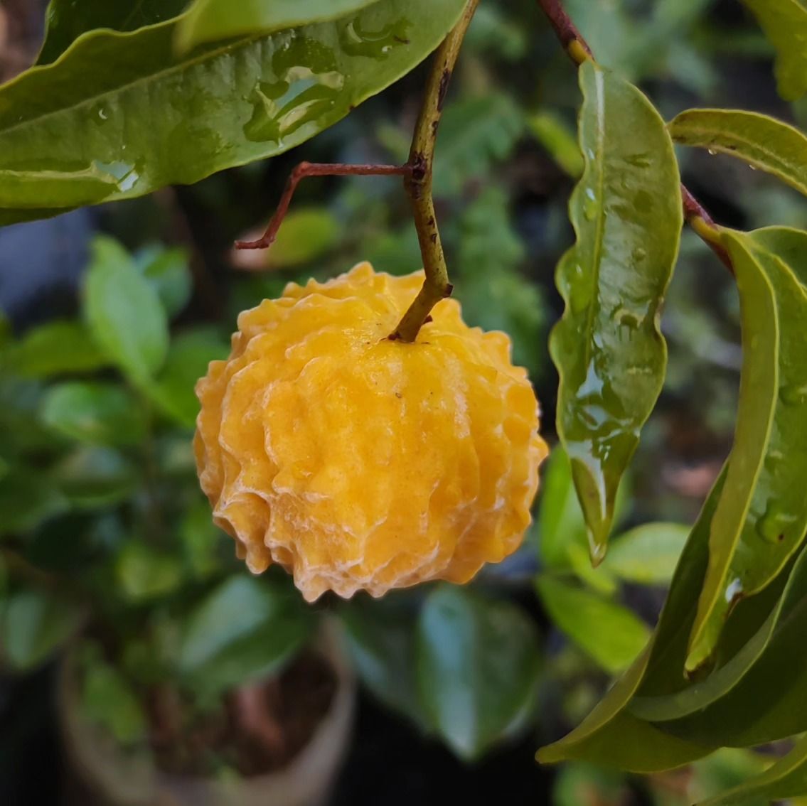 Eugenia sp la de Carneiro - Rare exotic plant - Seltene exotische Pflanze