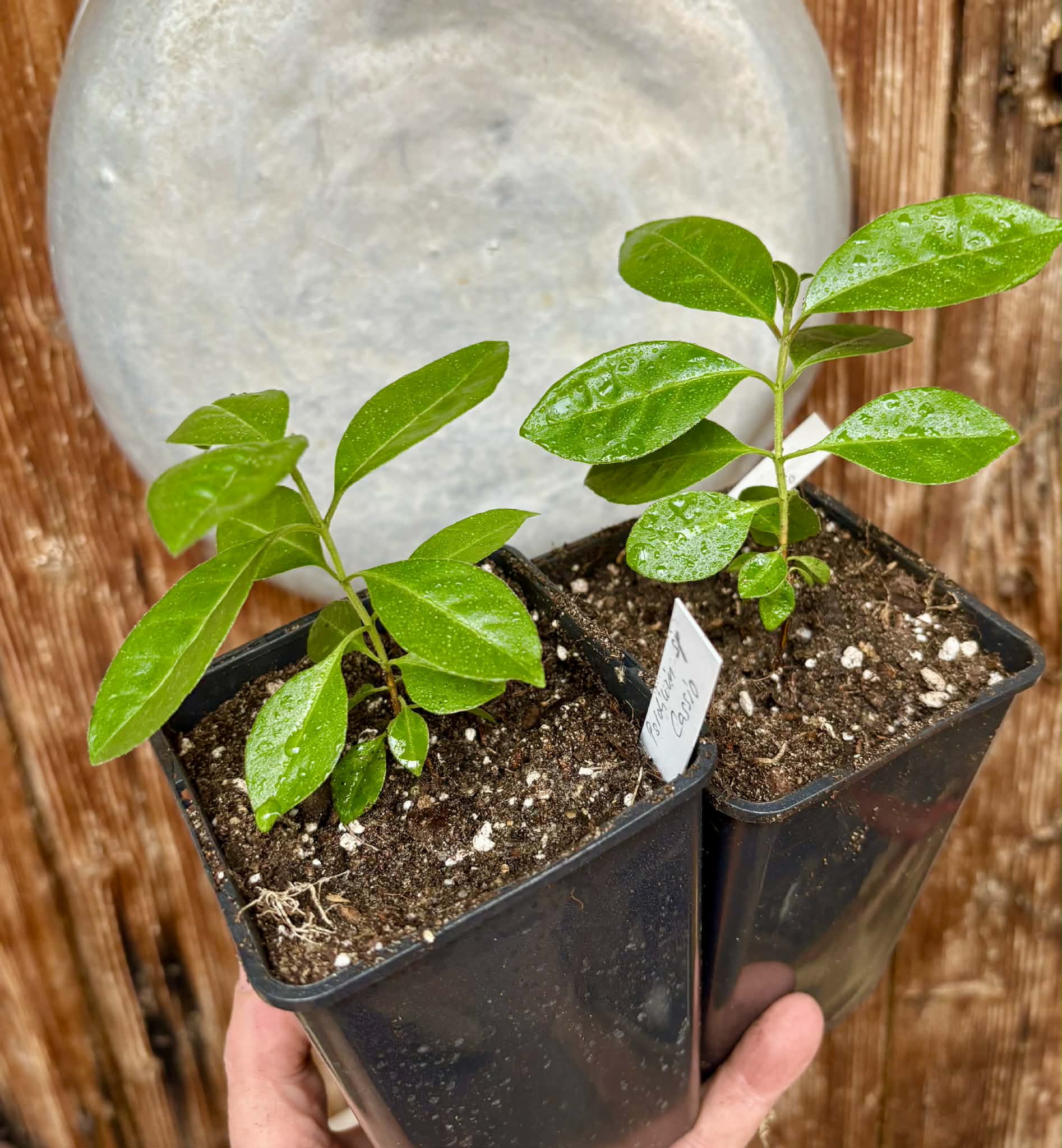 Psidium sp Cassio - 1 potted seedling / 1 getopfter Sämling