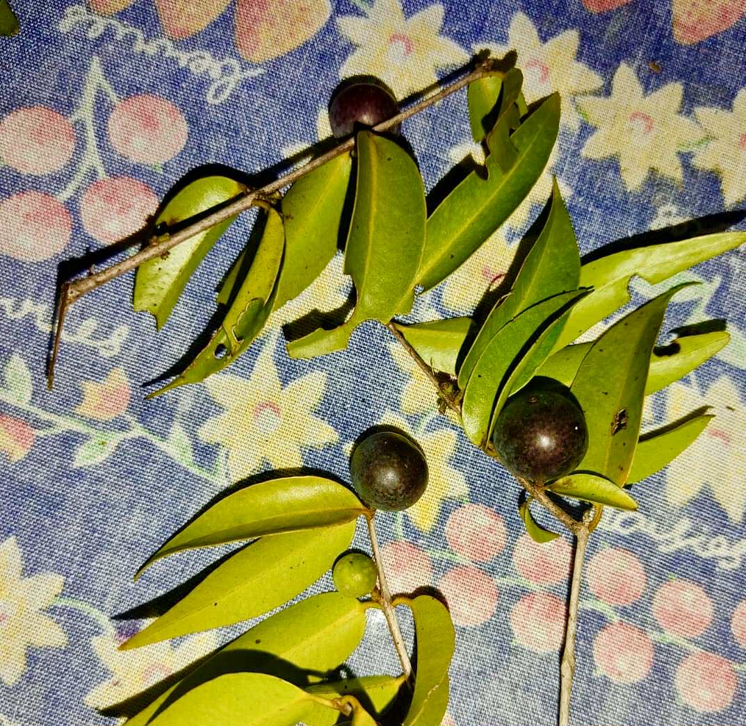 Myrciaria sp Cheirosa azul  - 1 fresh seed / 1 frischer Samen