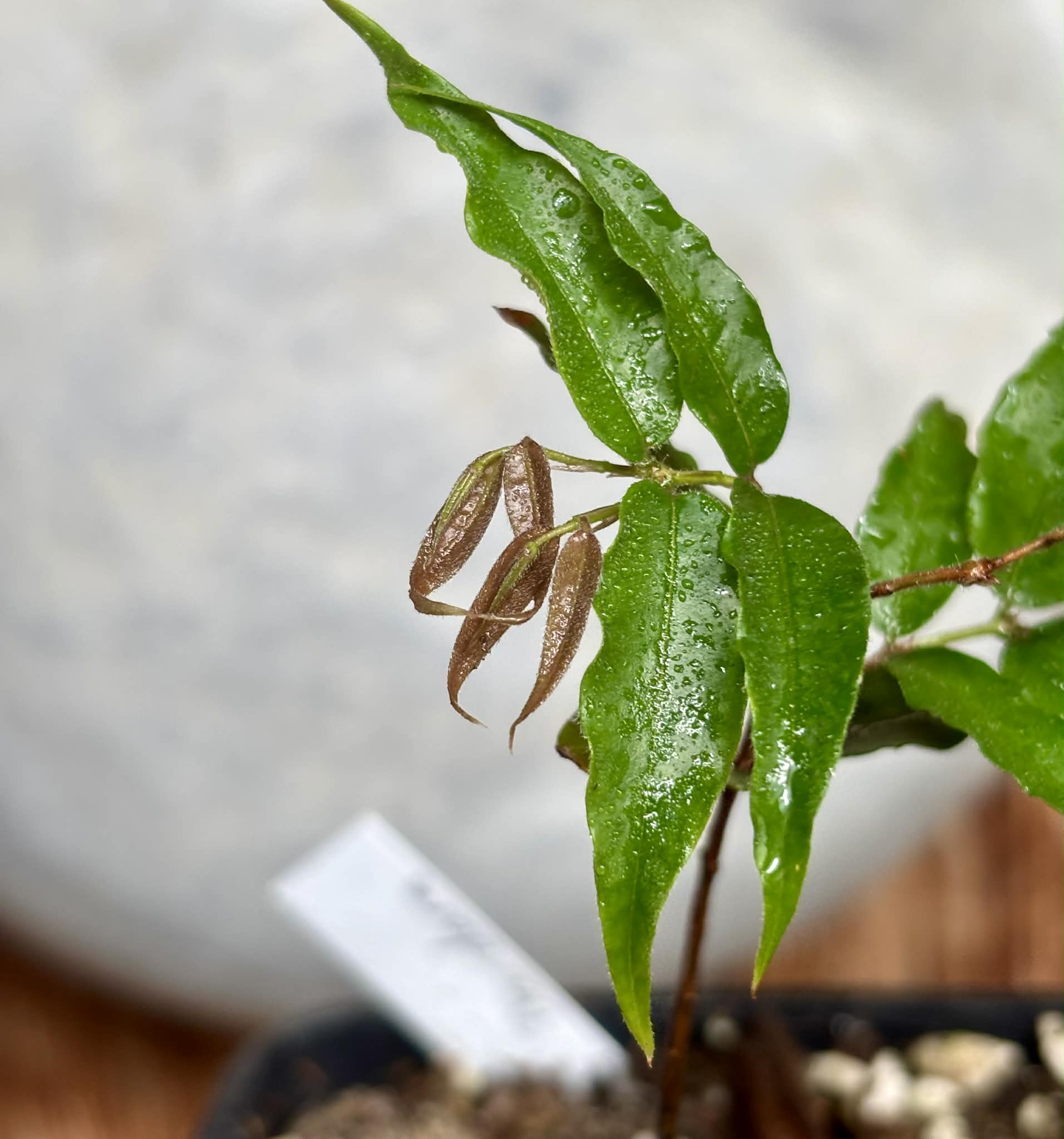 Plinia sp Dandara -  1 potted seedling / 1 getopfter Sämling