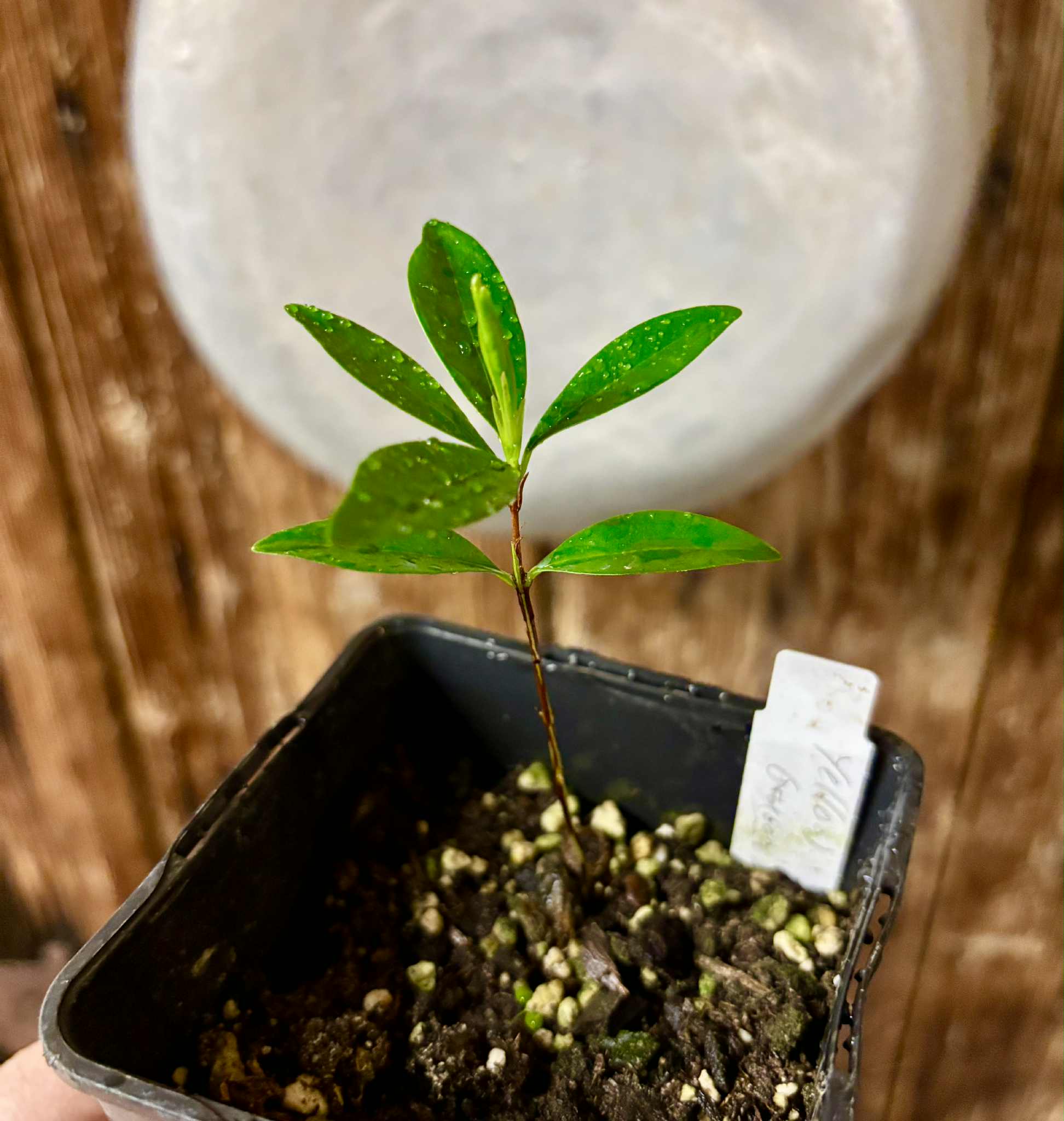Yellow Grumixama (Eugenia brasiliensis var. leucocarpa) - 1 potted seedling / 1 getopfter Sämling