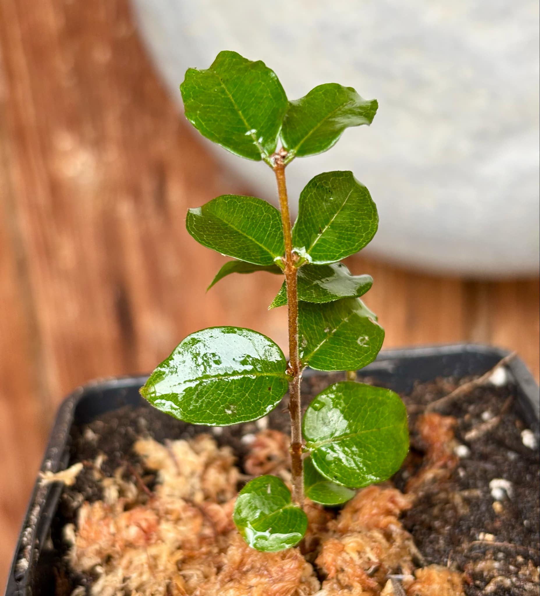 Eugenia uniflora var. Tutti Colore 1 rooted  cutting, potted / 1 bewurzelter Steckling, getopft