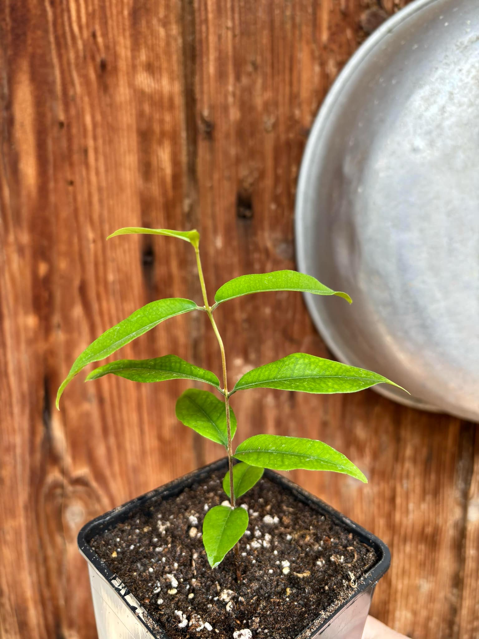 Uvaia do Visconde (Eugenia beaurepairiana) - 1 small potted seedling / 1 kleiner, getopfter Sämling