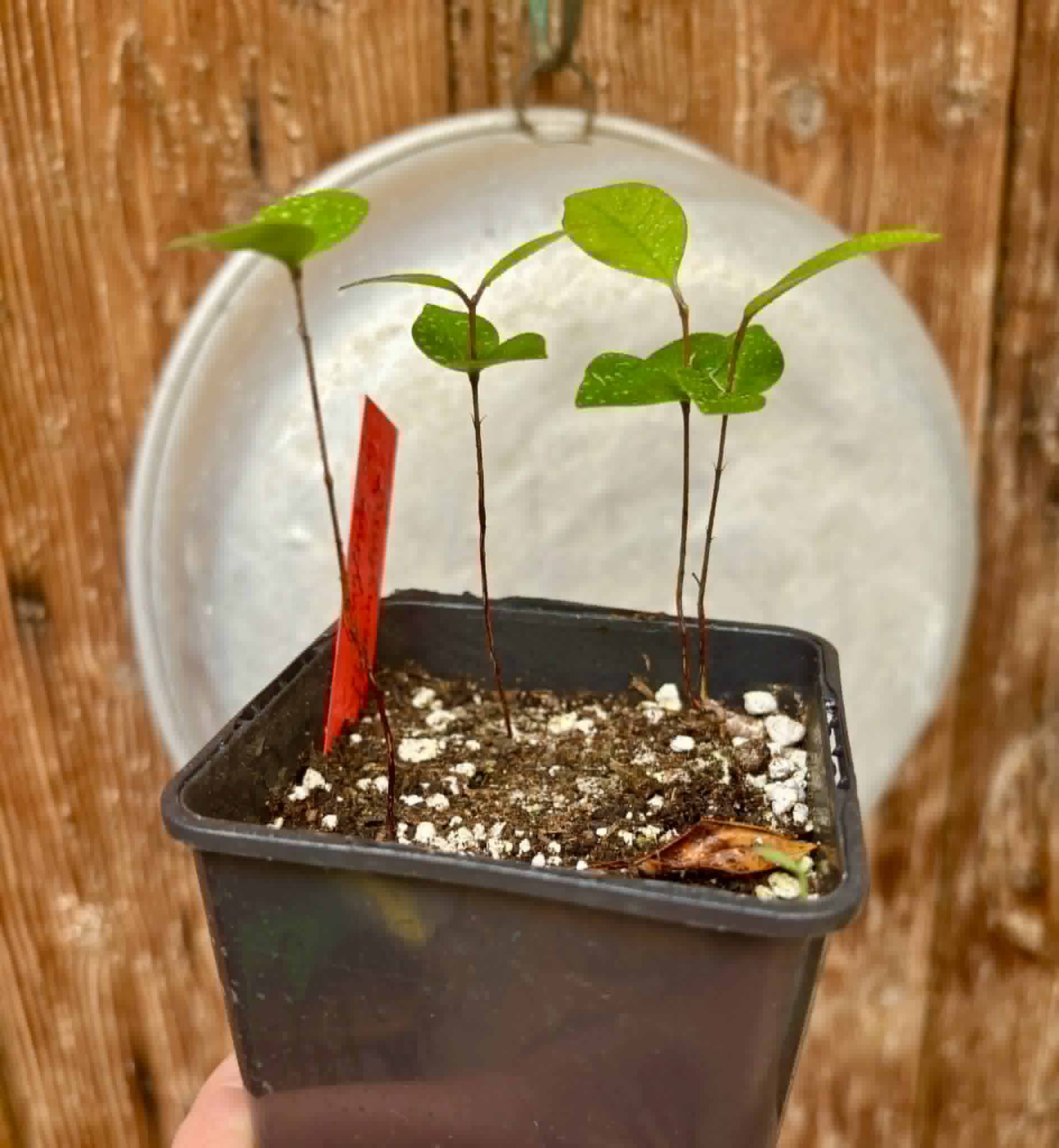 3 in 1 pot - Eugenia flamingensis - 3 potted seedlings in one pot / 3 getopfte Sämlinge in einem Topf