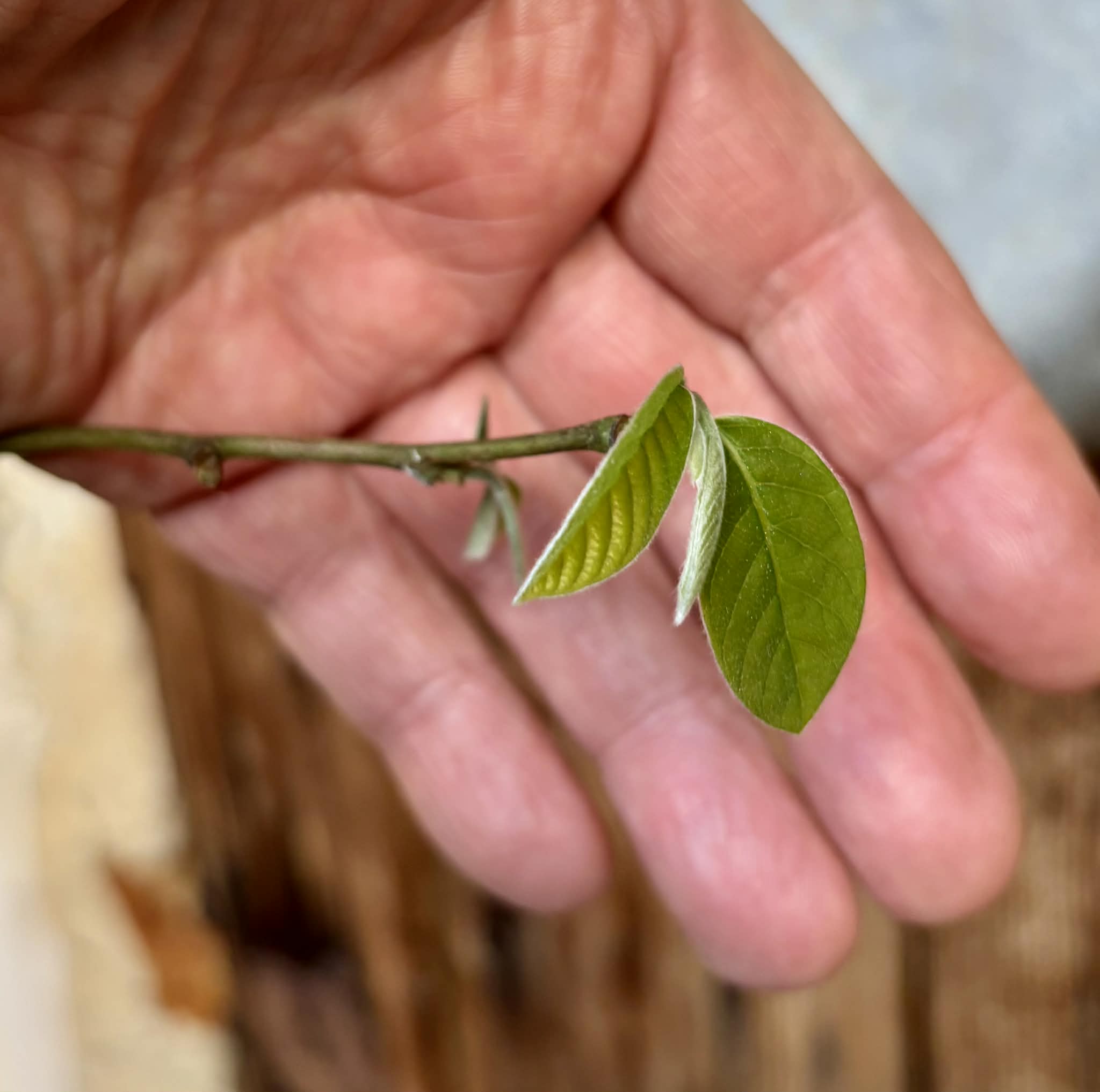 grafted - Cherimoya var. Fino de Jete (Annona cherimola) - 1 potted plant / 1 getopfte Pflanze