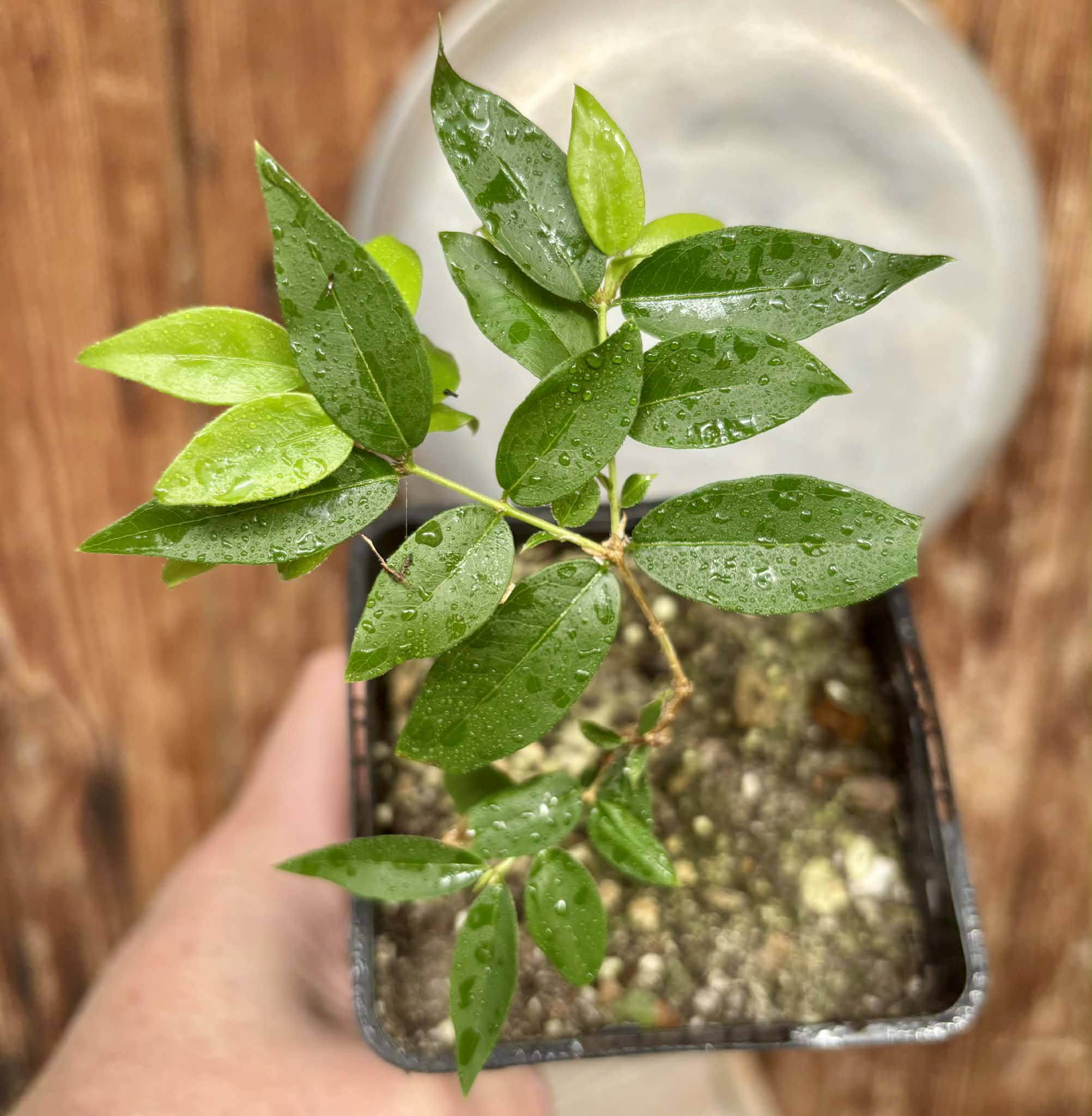 Plinia sp Lagoa black -  1 potted plant / 1 getopfte Pflanze