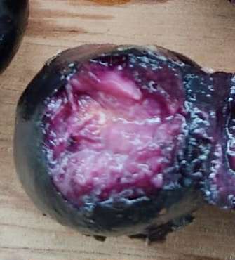 Collection of 5 new Eugenia -  5 different potted Eugenia / 5 verschiedene, getopfte Eugenia