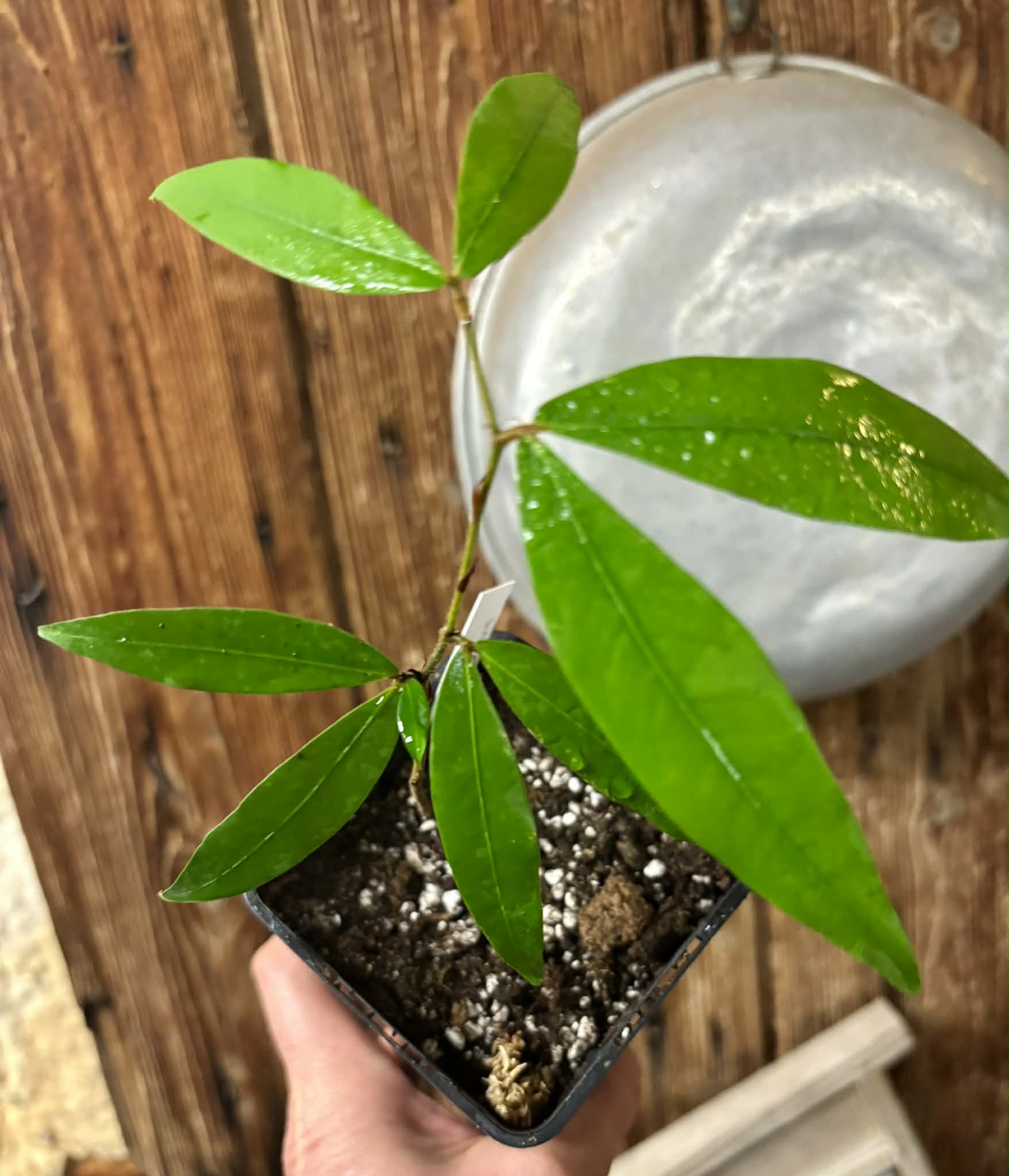 Nam Nam (Cynometra cauliflora) -  1 potted seedling / 1 getöpfter Sämling
