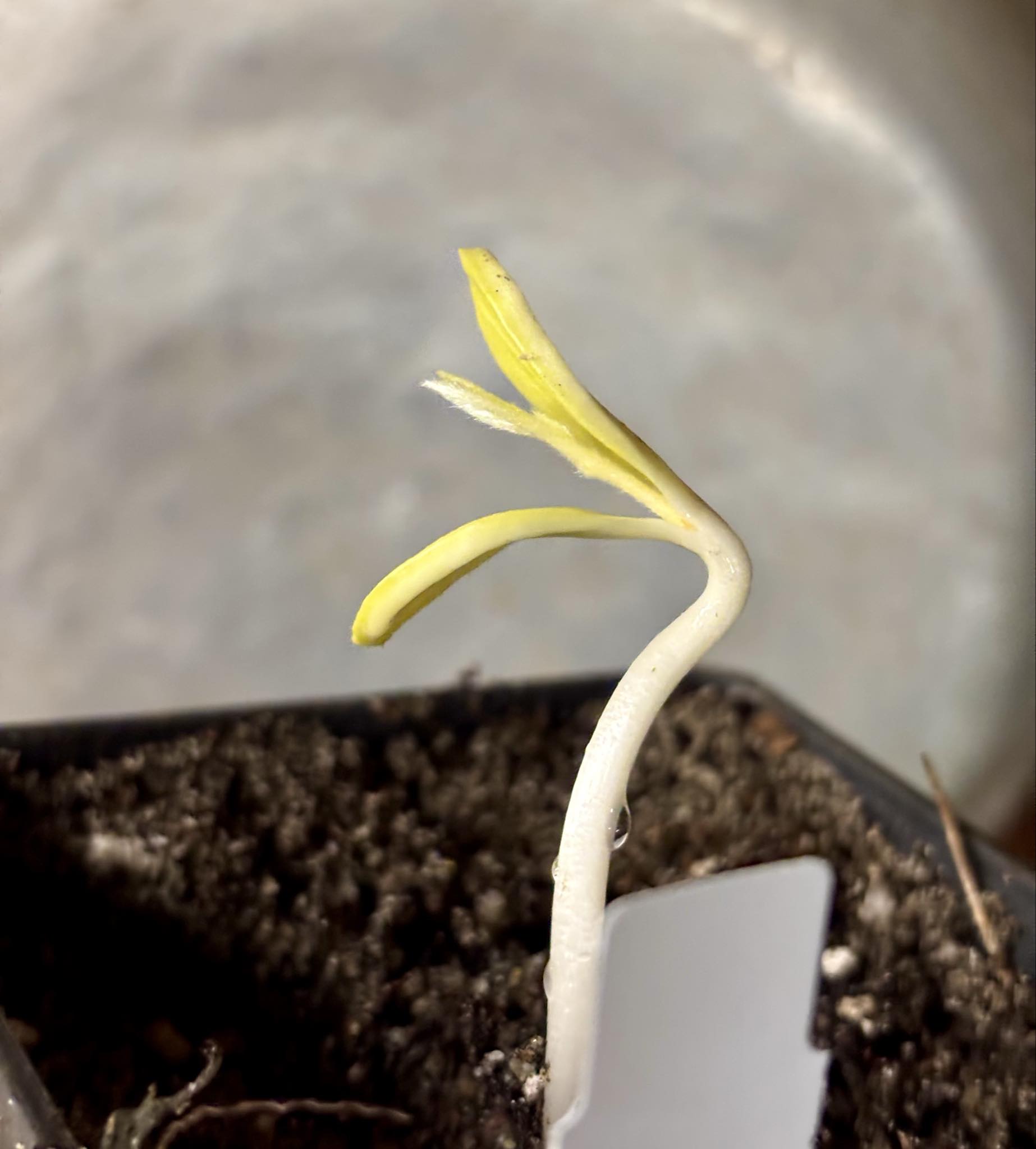 Chrysophyllum januariense  -  1 small potted seedling / 1 kleiner, getopfter Sämling