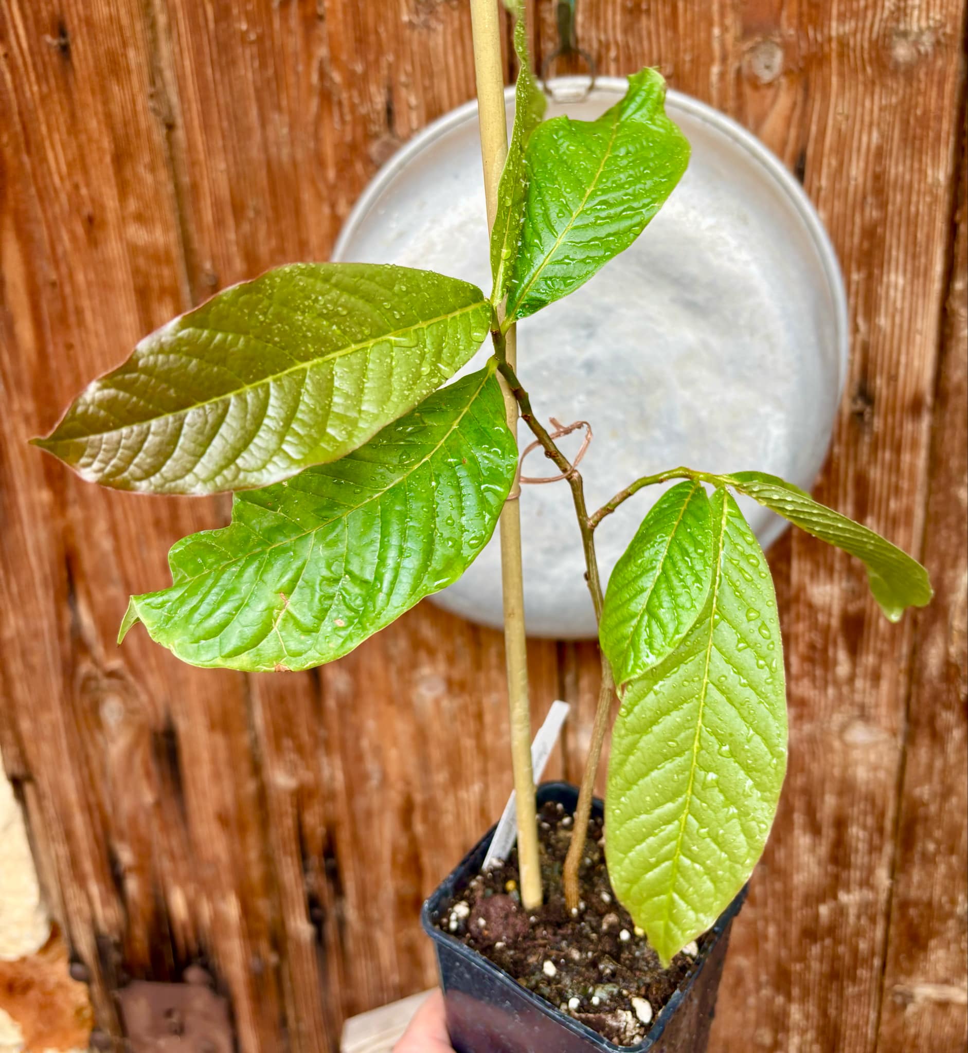 Annona purpurea - Soncoya - 1 potted plant / 1 getopfte Pflanze
