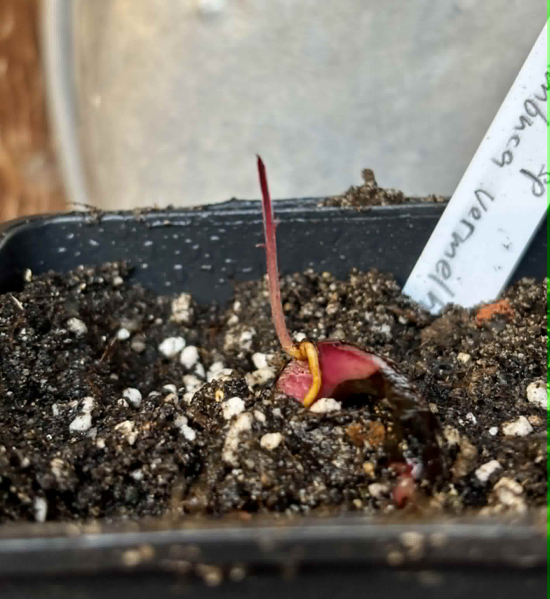 Plinia sp Cambuca vermelha -  1 potted seedling / 1 getopfter Sämling