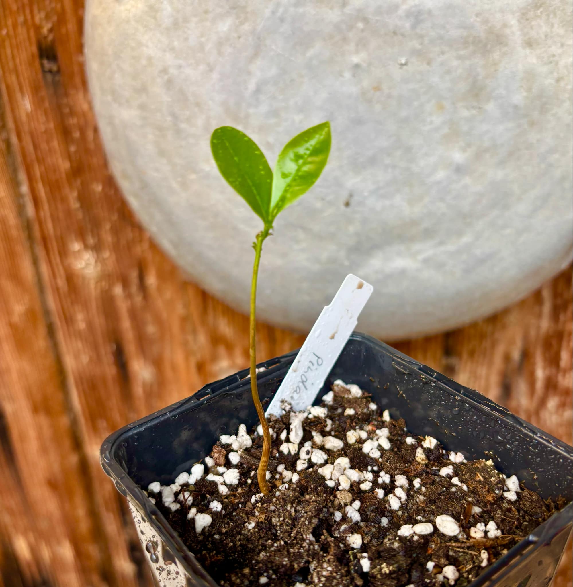 Duguetia lanceolata - Pindaiba - 1 small potted seedling / 1 kleiner, getopfter Sämling Duguetia lanceolata - Pindaiba - 1 small potted seedling / 1 kleiner, getopfter Sämling