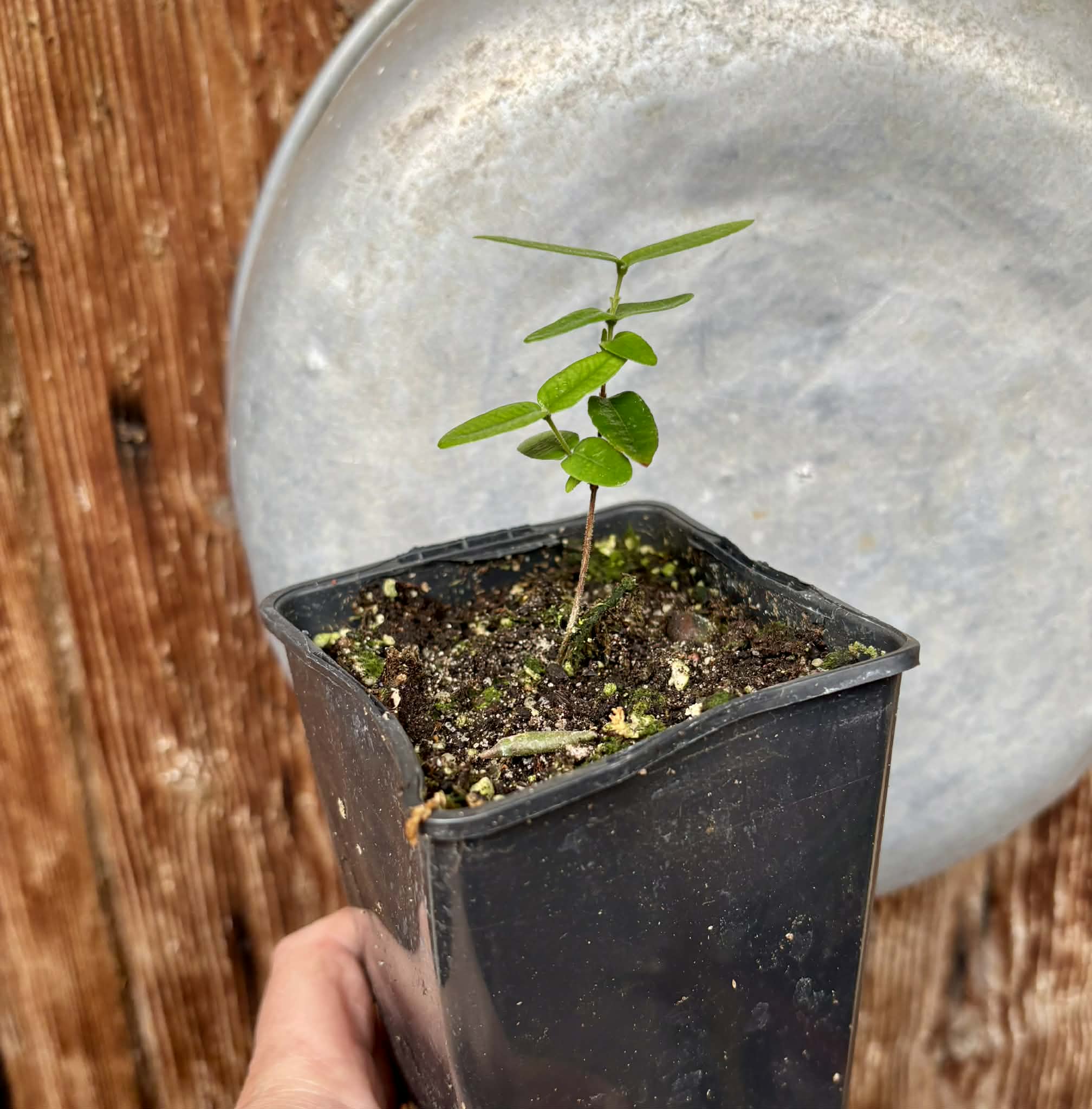 Myrciaria caerulescens (Roxa - Blue Guaquiea) - 1 potted seedling / 1 getopfter Sämling