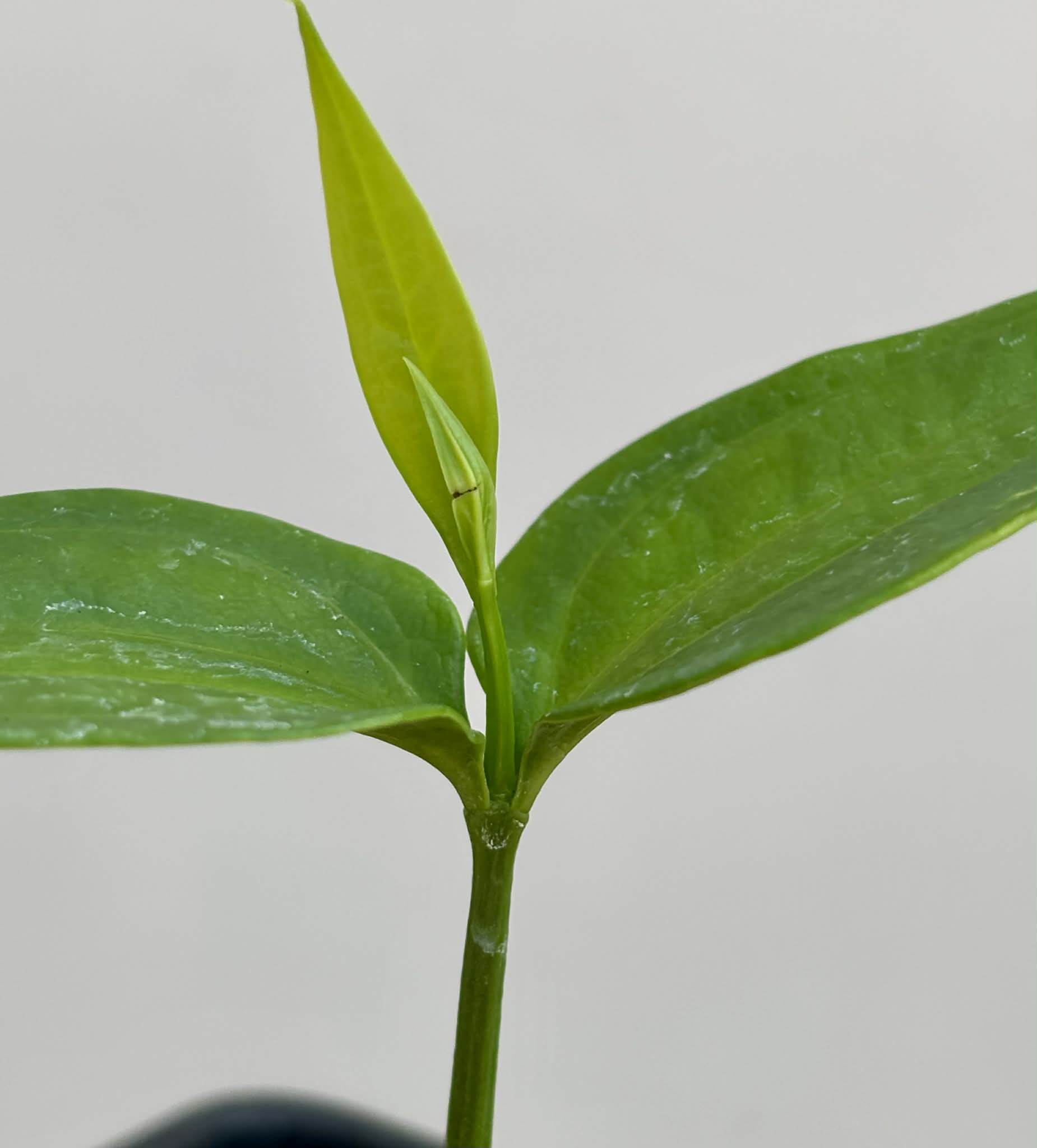 Dulacia sp. Cafe Doce  -  1 potted seedling / 1 getopfter Sämling