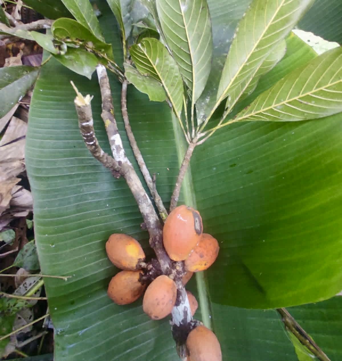 Pre Order - Pouteria butyrocarpa var. Sul da Bahia - 1 fresh seed / 1 frischer Samen