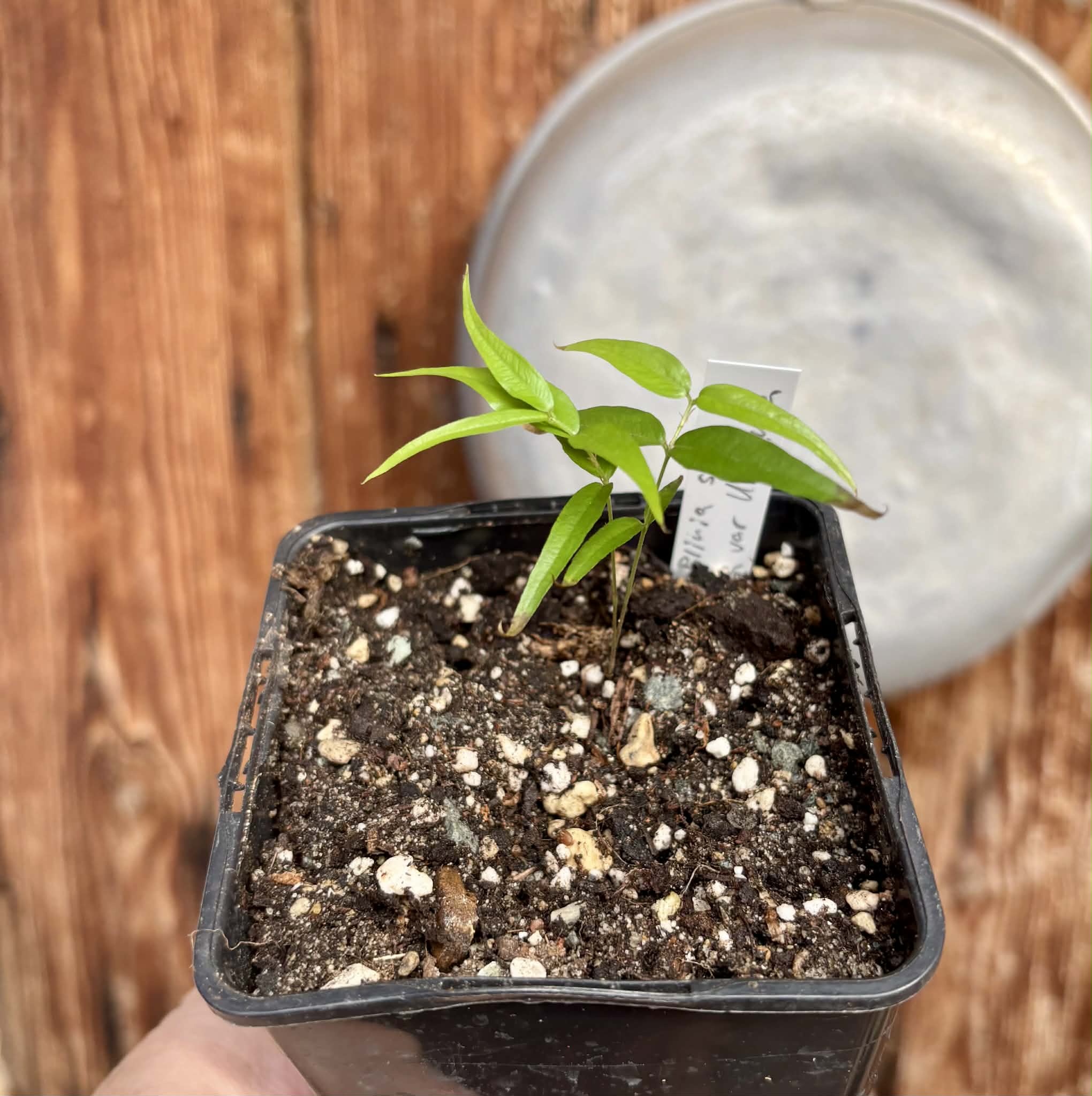 Plinia sp. Listrada var. Urucuca -  1 potted seedling / 1 getopfter Sämling