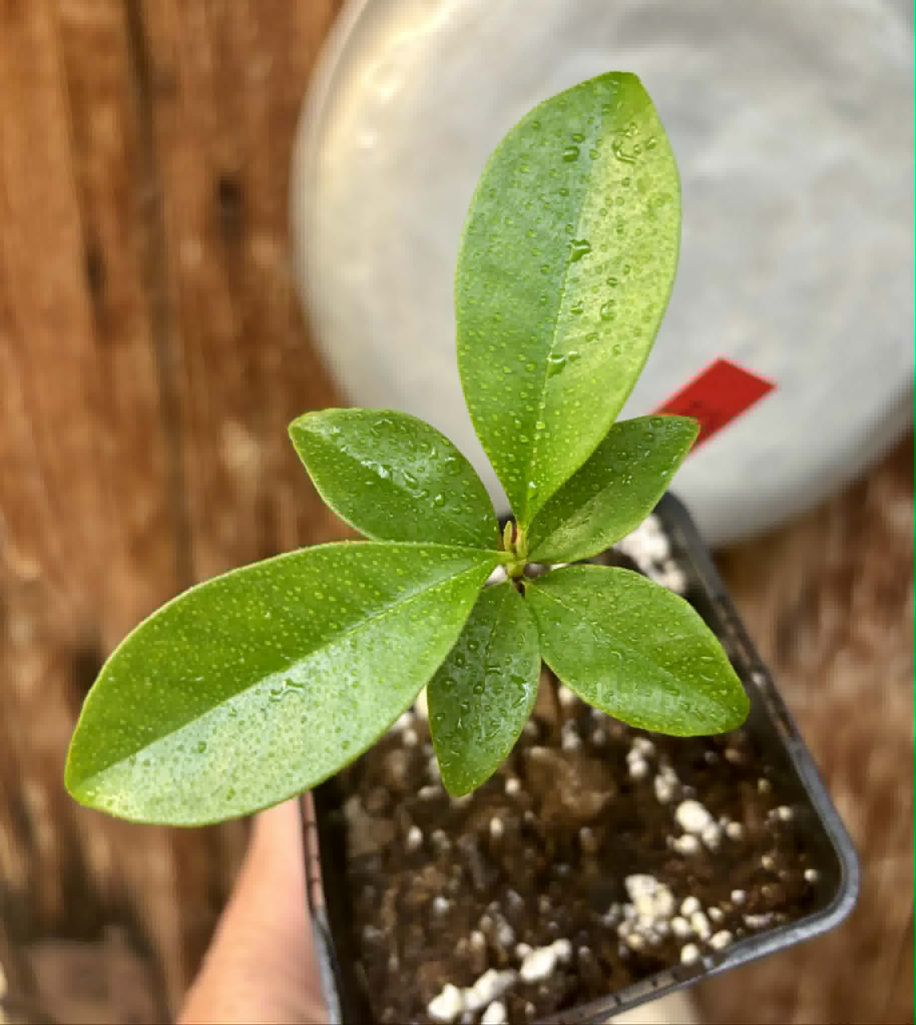 Grumixama (Eugenia brasiliensis) - 1 potted plant / 1 getopfte Pflanze