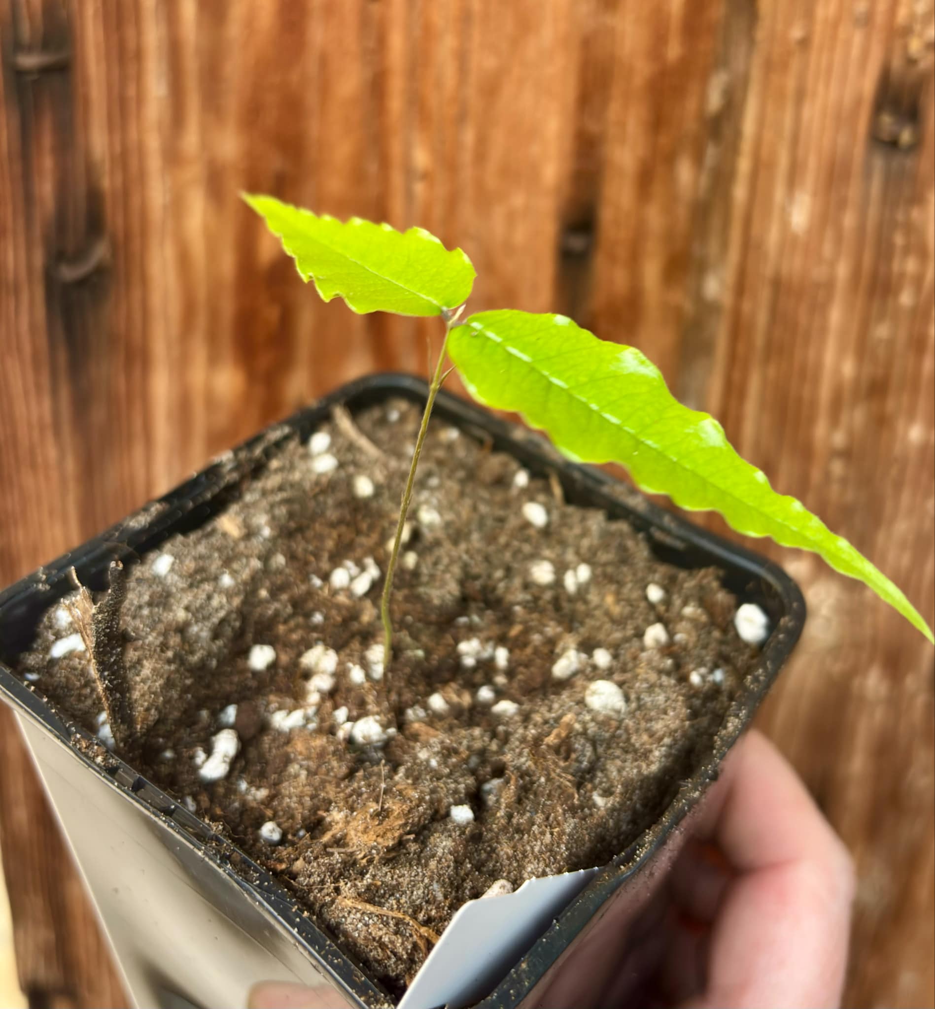 Plinia sp Dandara -  1 small potted seedling / 1 kleiner, getopfter Sämling
