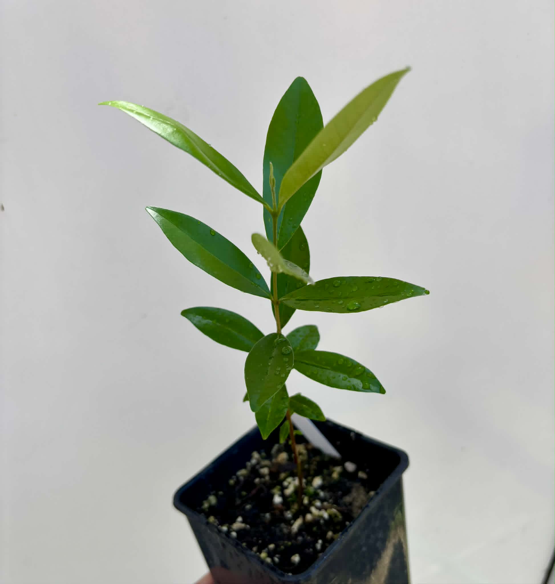 Cherry of Rio Grande var. Gigante (Eugenia involucrata) - 1 potted seedling / 1 getopfter Sämling