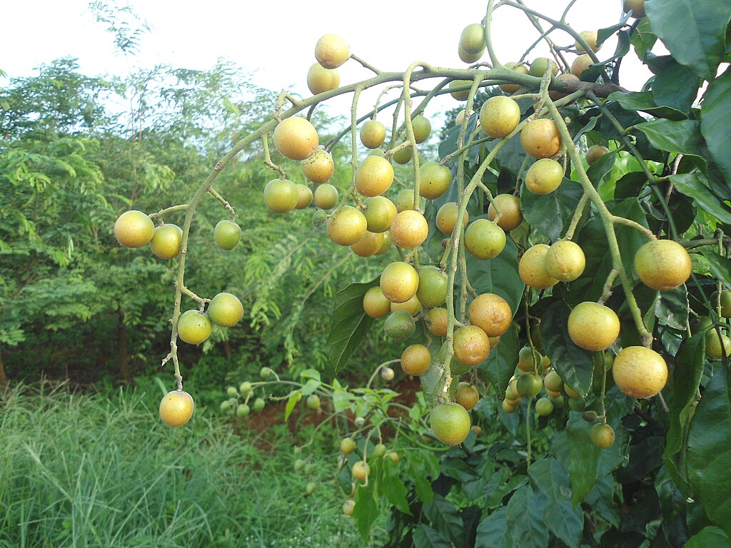 Wampee (Clausena lansium) - 1 germinated seed / 1 gekeimter Samen