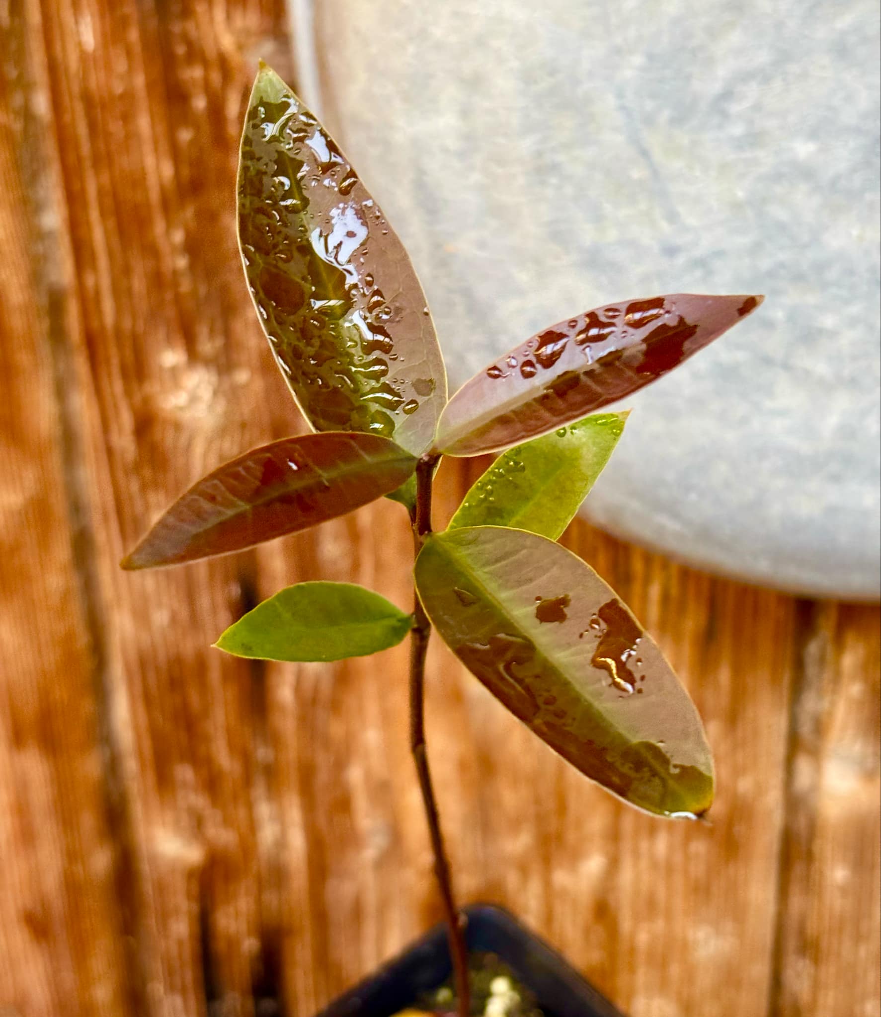Eugenia sp BIG Maca-  1 small potted seedling / 1 kleiner, getopfter Sämling