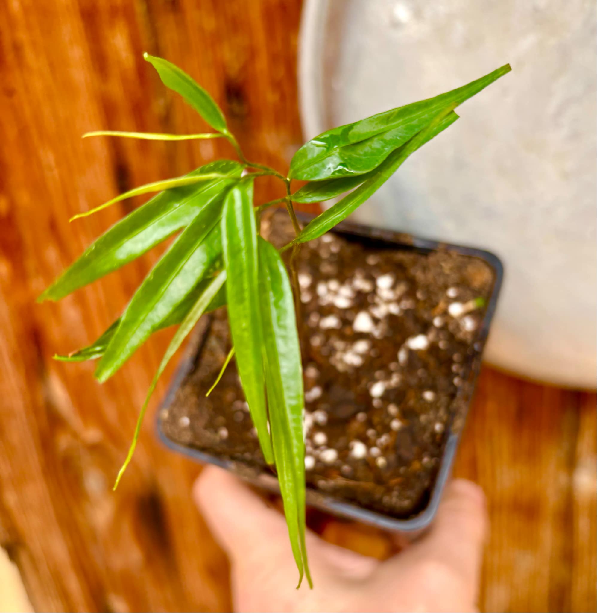 Pseudoxandra bahiensis - 1 small potted plant / 1 kleine getopfte Pflanze