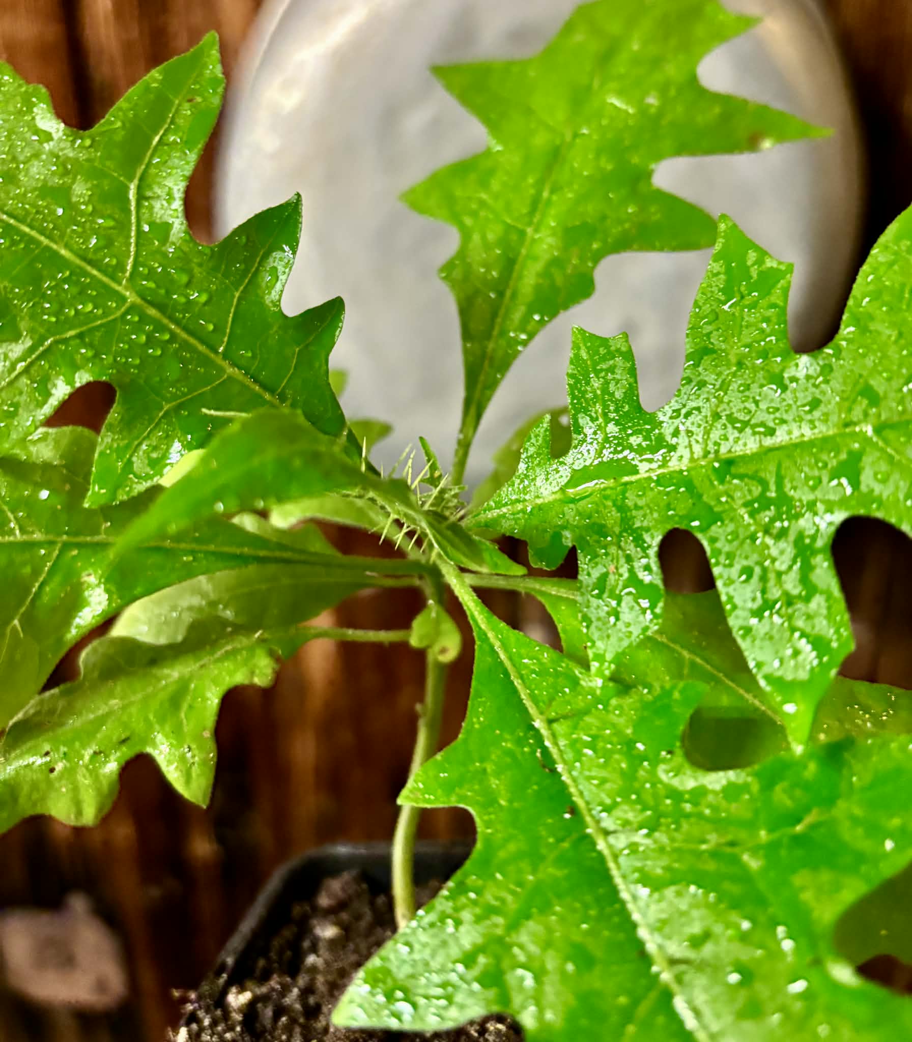 our last plant - Juá do Jequitinhonha (Solanum schizandrum) - 1 potted seedling / 1 getopfter Sämling