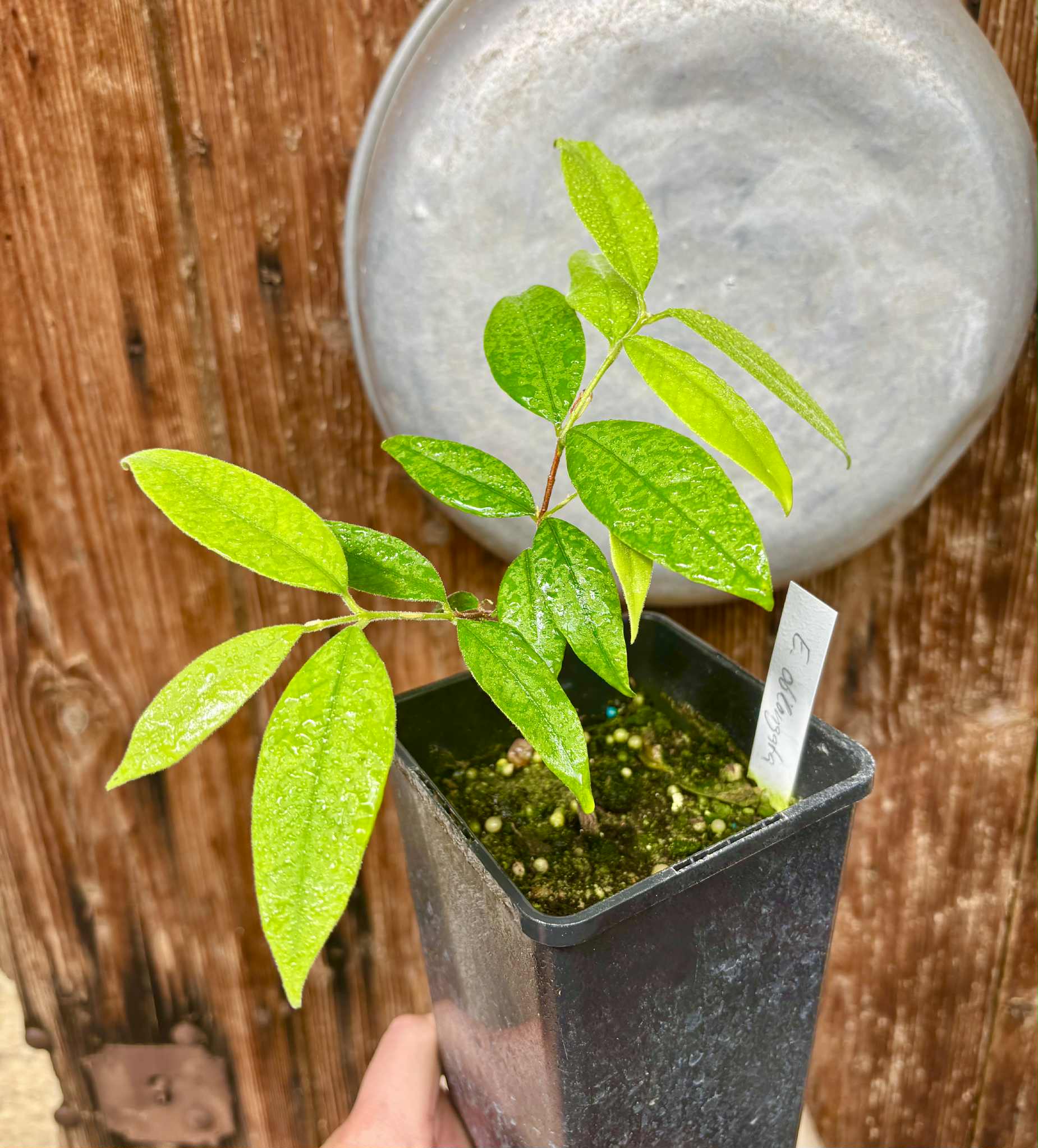 Eugenia oblongata - 1 potted plant / 1 getopfte Pflanze