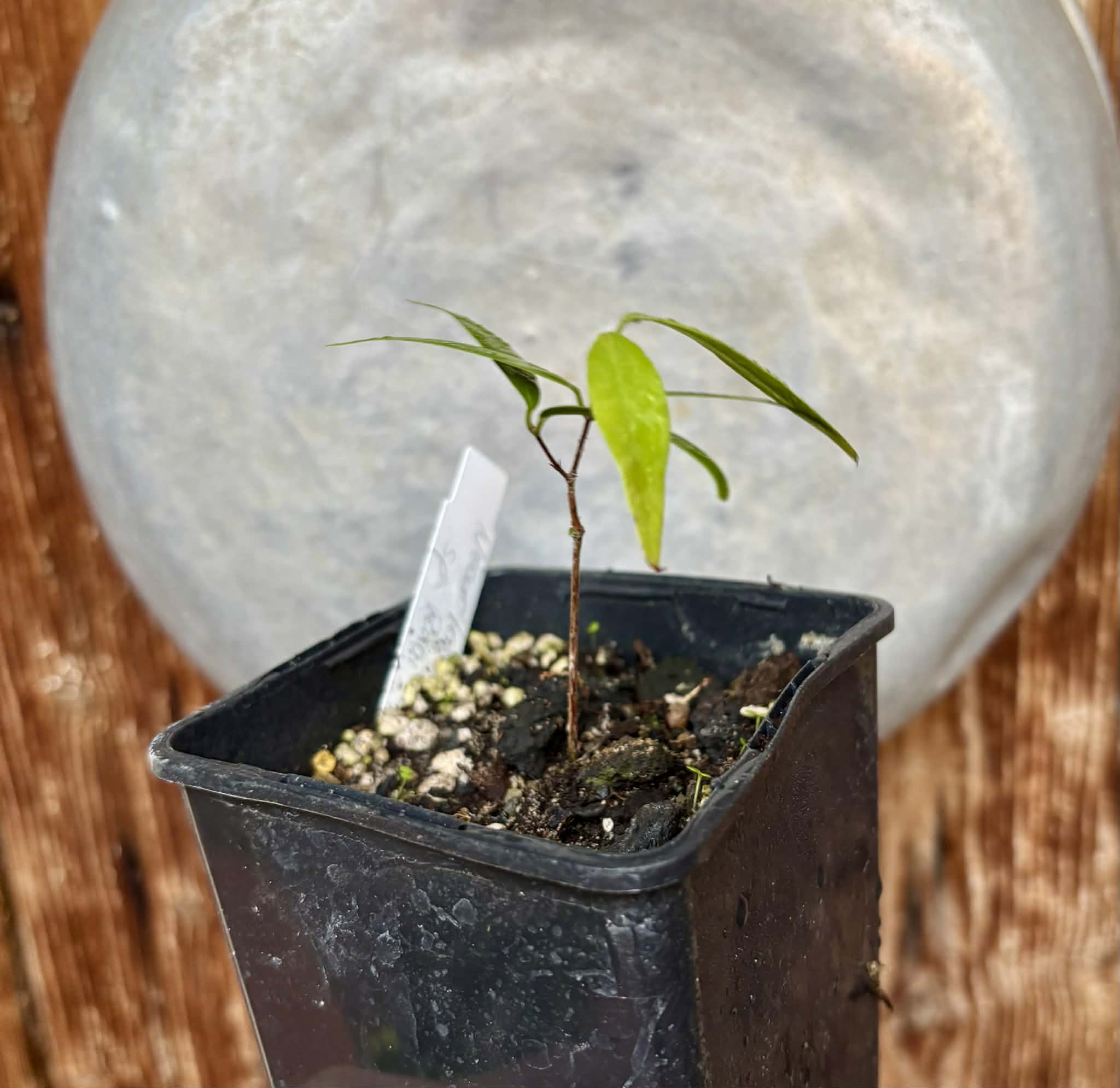 Neomitranthes sp Rubi - 1 potted seedling / 1 getopfter Sämling
